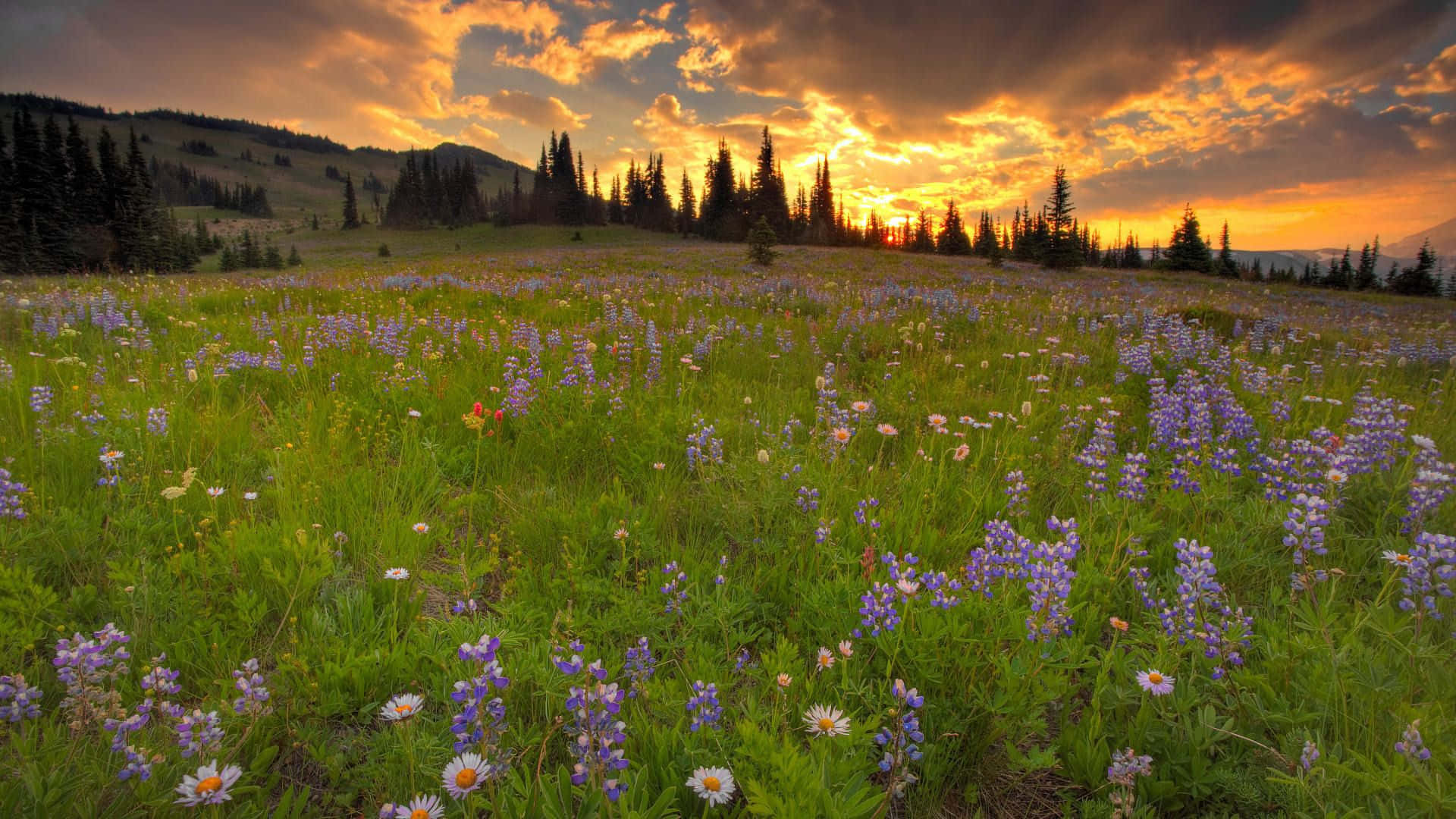 Meadow 桌布 壁紙 — 金色的夕陽將野花草地沐浴在溫暖的光芒中，紫色的羽扇豆和雛菊在高聳的松樹下盛開。