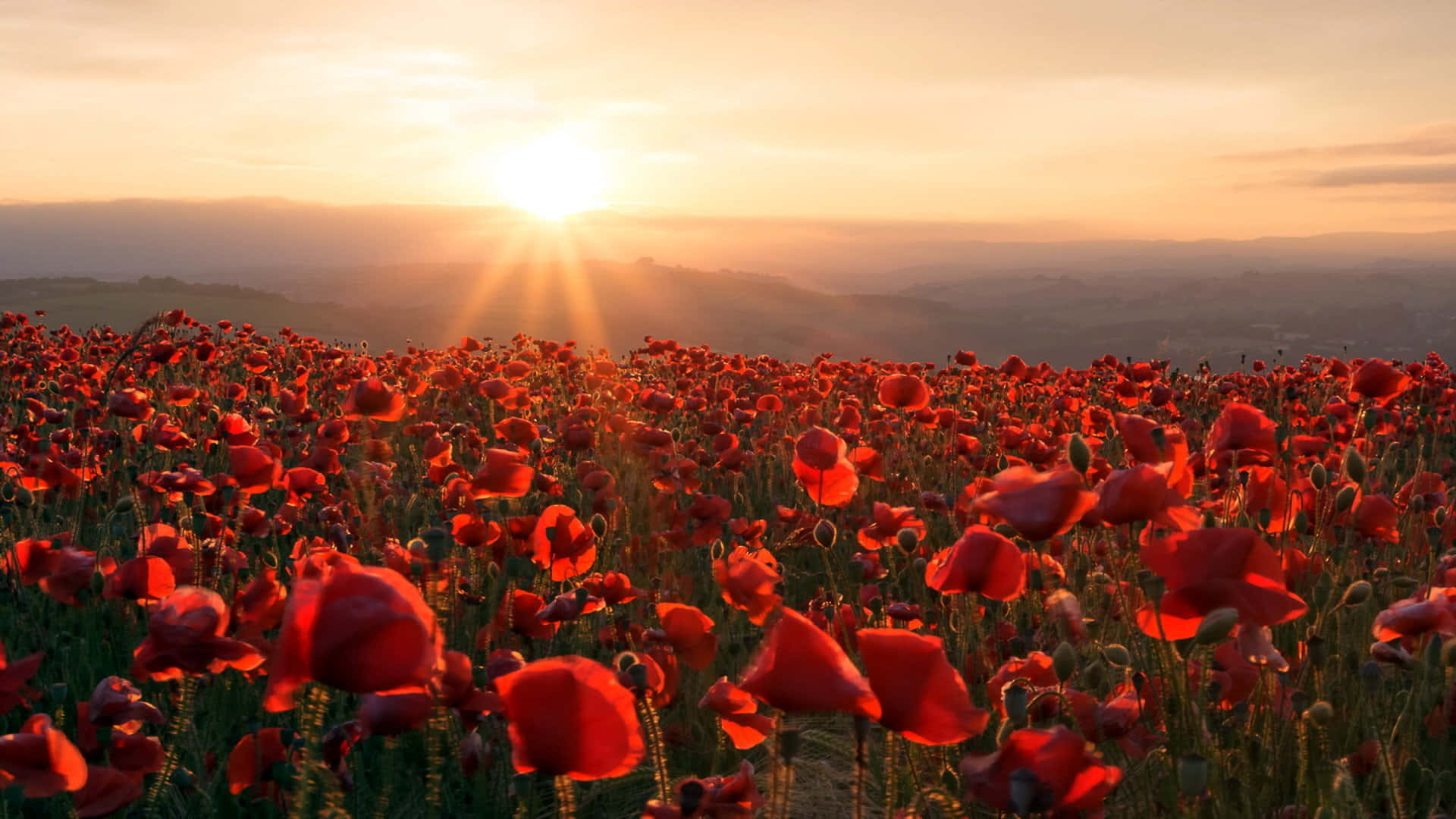 Poppy 桌布 壁紙 — 金色的夕陽灑在廣闊的鮮紅色罌粟花田上，溫暖的光線映襯著遠處連綿起伏的山丘。