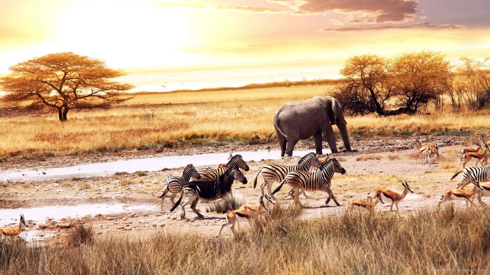 African Wildlife 桌布 壁紙 — 金色的夕陽灑滿大草原，斑馬和羚羊衝過水坑，附近有一頭大象。
