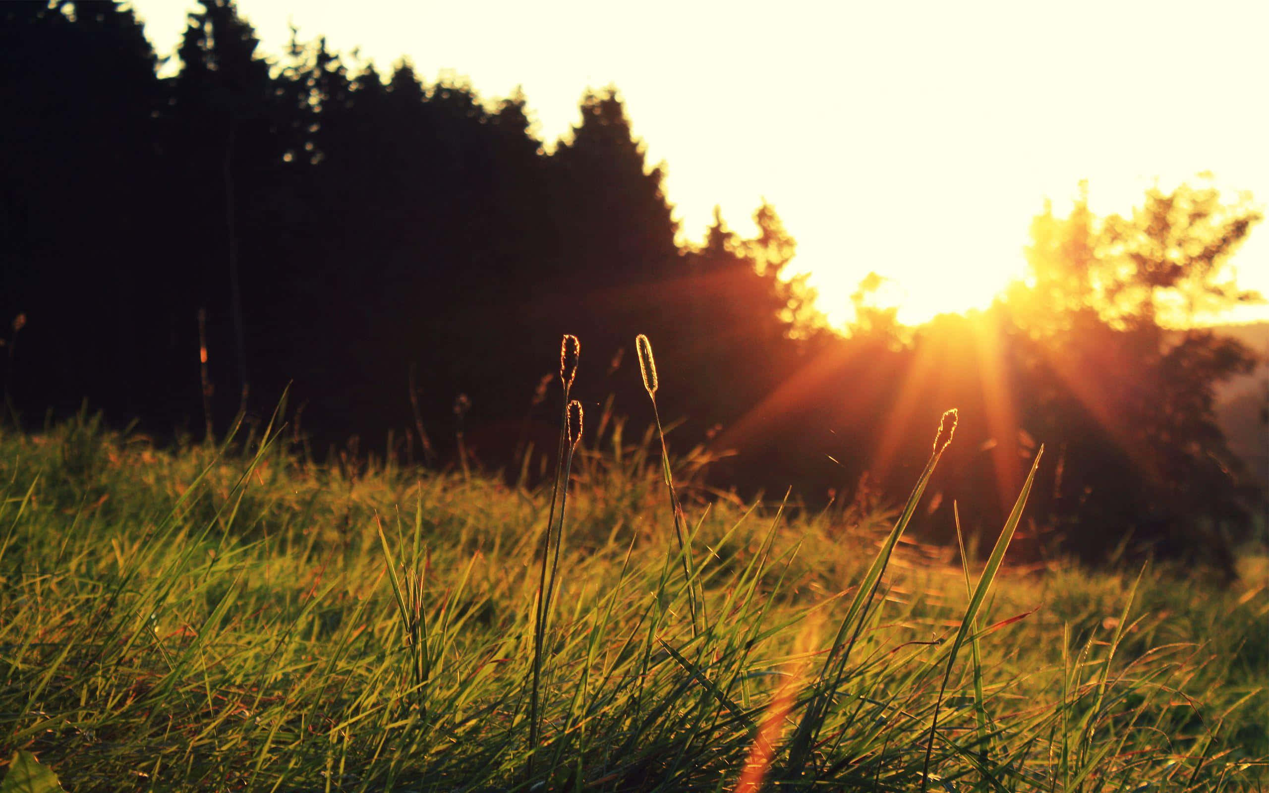 Sunshine 桌布 壁紙 — 金色的夕陽穿過樹木，照亮了寧靜草地上高高的草叢。