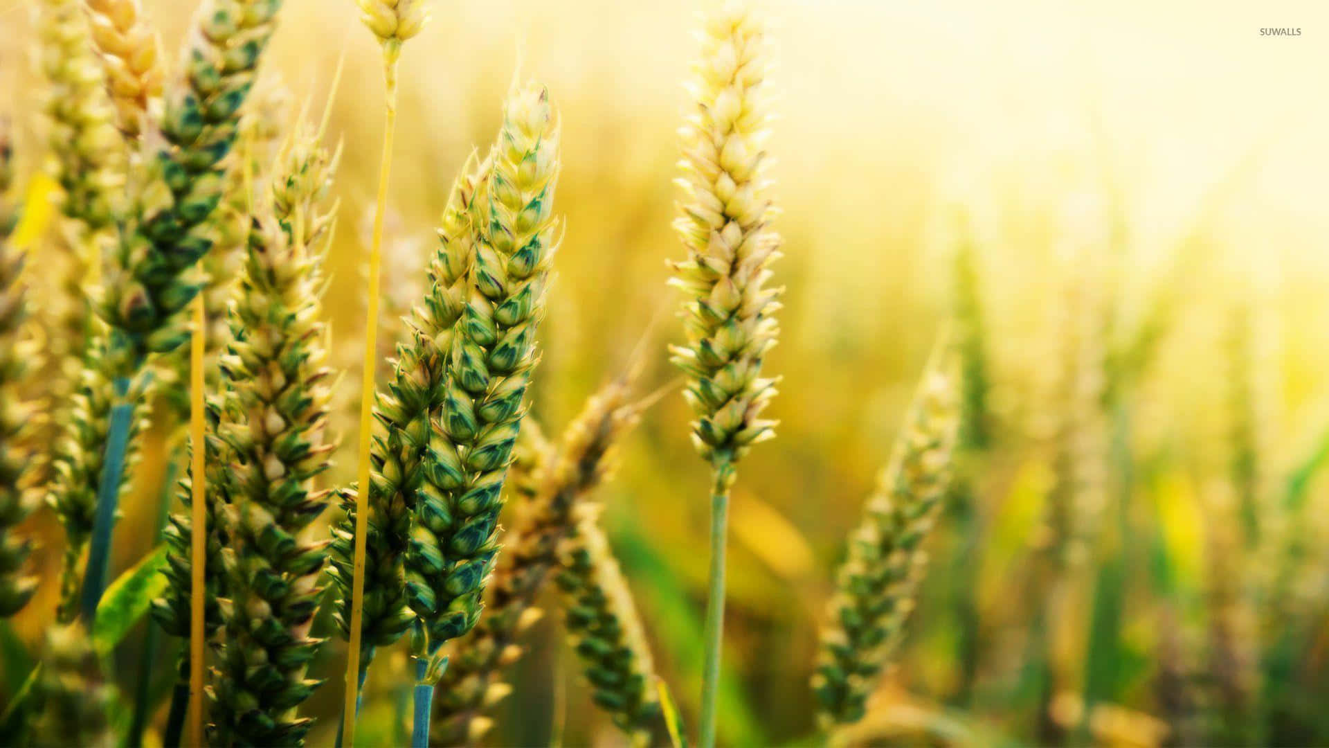 Wheat 桌布 壁紙 — 金色的小麥莖在陽光照耀的田野中輕輕搖曳，背景是柔和的散景效果。