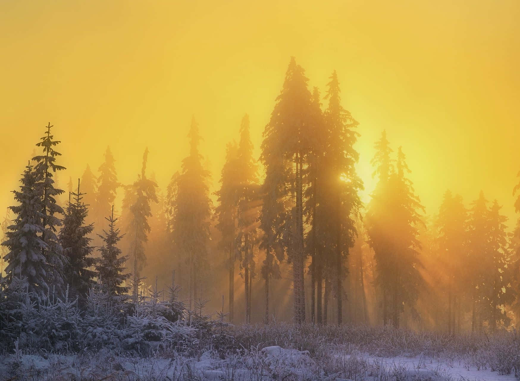 Yellow Sky 桌布 壁紙 — 金色的日出光束穿過被雪覆蓋的松樹，在寧靜的冬季森林霧氣中閃耀。