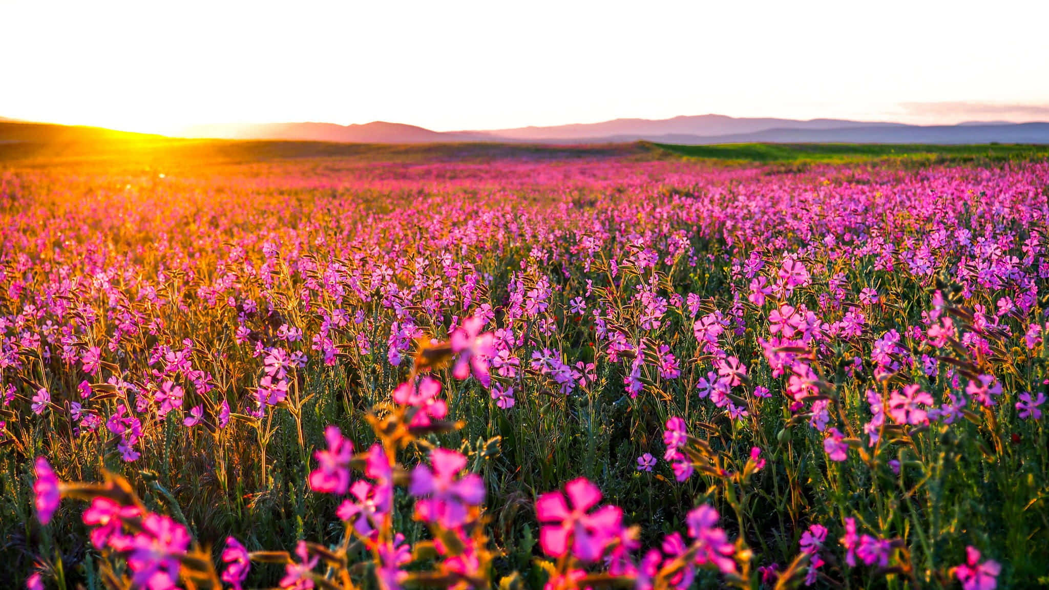 Beautiful Nature 桌布 壁紙 — 金色的日出沐浴著一片廣闊的鮮豔粉紅色野花田，向遠山延伸。