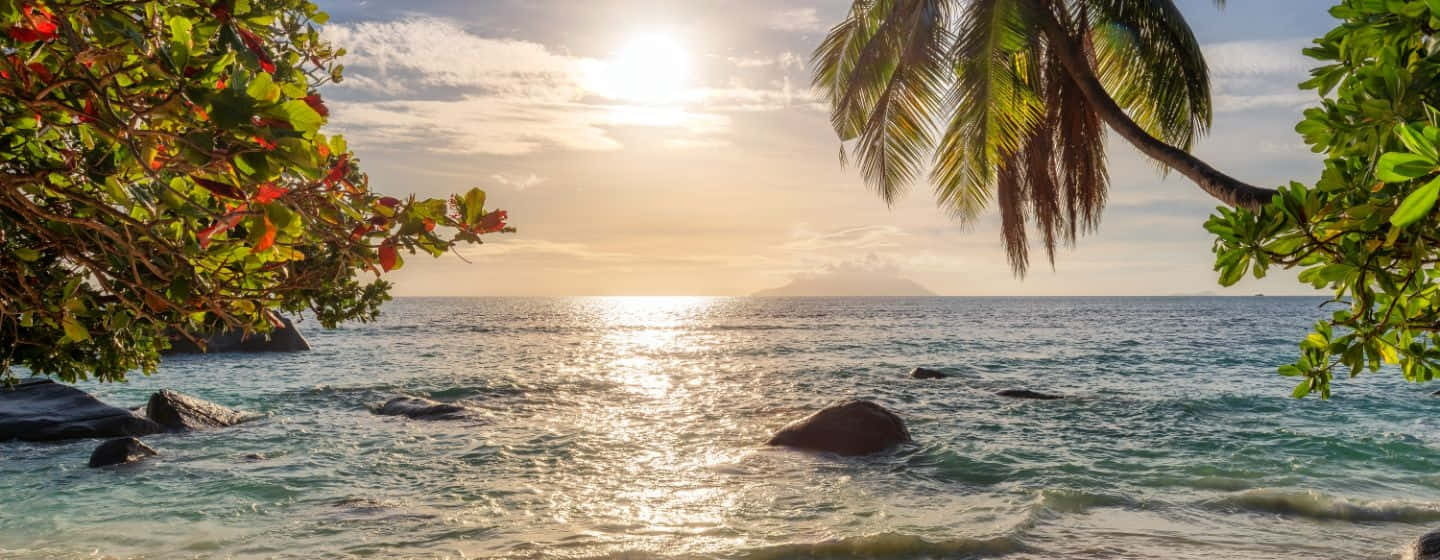 Jamaican Beach 桌布 壁紙 — 金色的日落閃爍在翠綠色的水面上，周圍環繞著茂密的棕櫚葉和充滿活力的樹葉。
