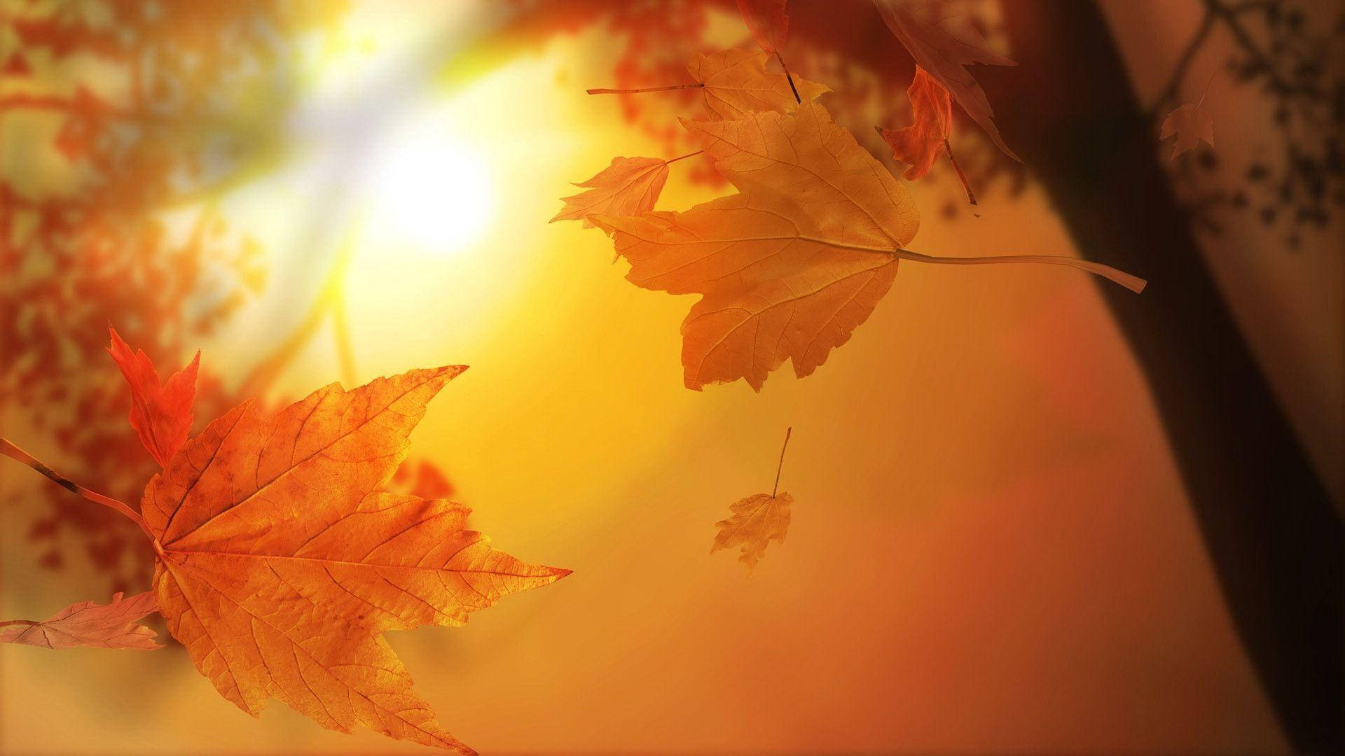 Cute Fall 桌布 壁紙 — 金色的楓葉在溫暖的陽光中飄蕩，映襯著閃爍的琥珀色天空。