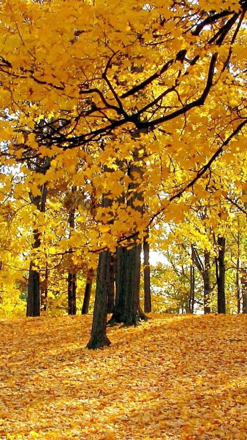 Autumn iPhone 6 Plus 桌布 壁紙 — 金色的楓葉覆蓋著森林地面，上方是充滿活力的秋葉樹冠。