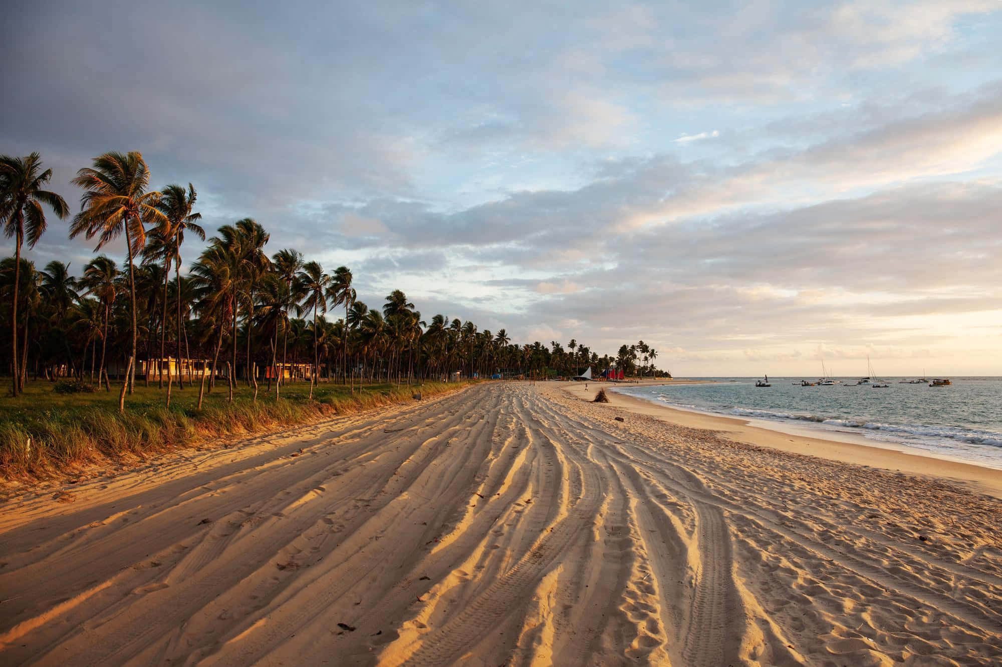 Brazilian Beach 桌布 壁紙 — 金色的沙紋在棕櫚樹環繞的柔和暮色天空下，向平靜的大海延伸。