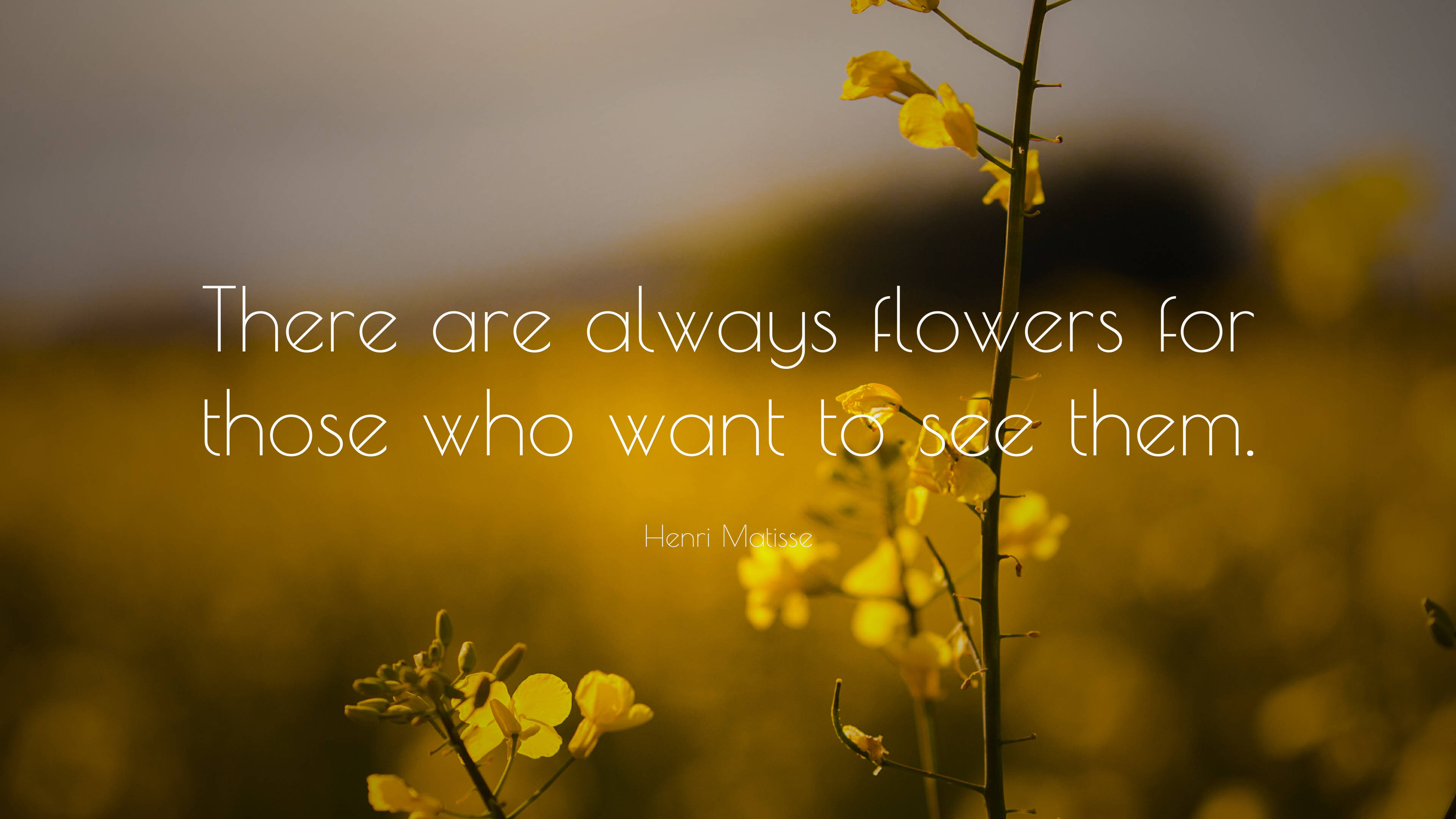 Positive Quotes 桌布 壁紙 — 金色的油菜花在溫暖的陽光下柔和地發光，並疊加了亨利·馬蒂斯的名言。