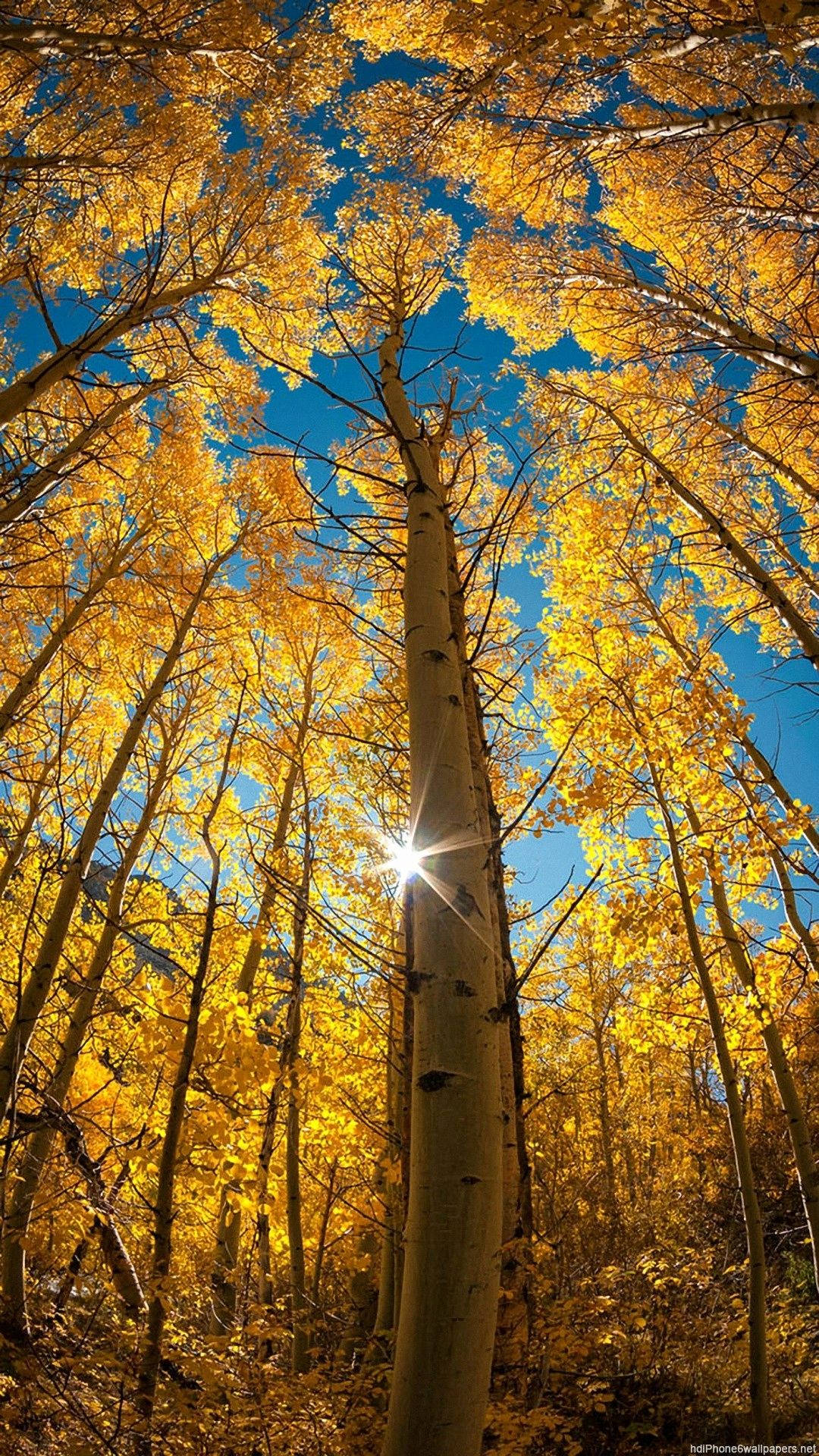 Forest iPhone 桌布 壁紙 — 金色的白楊樹在秋日湛藍的天空下高聳，陽光透過樹冠閃耀。