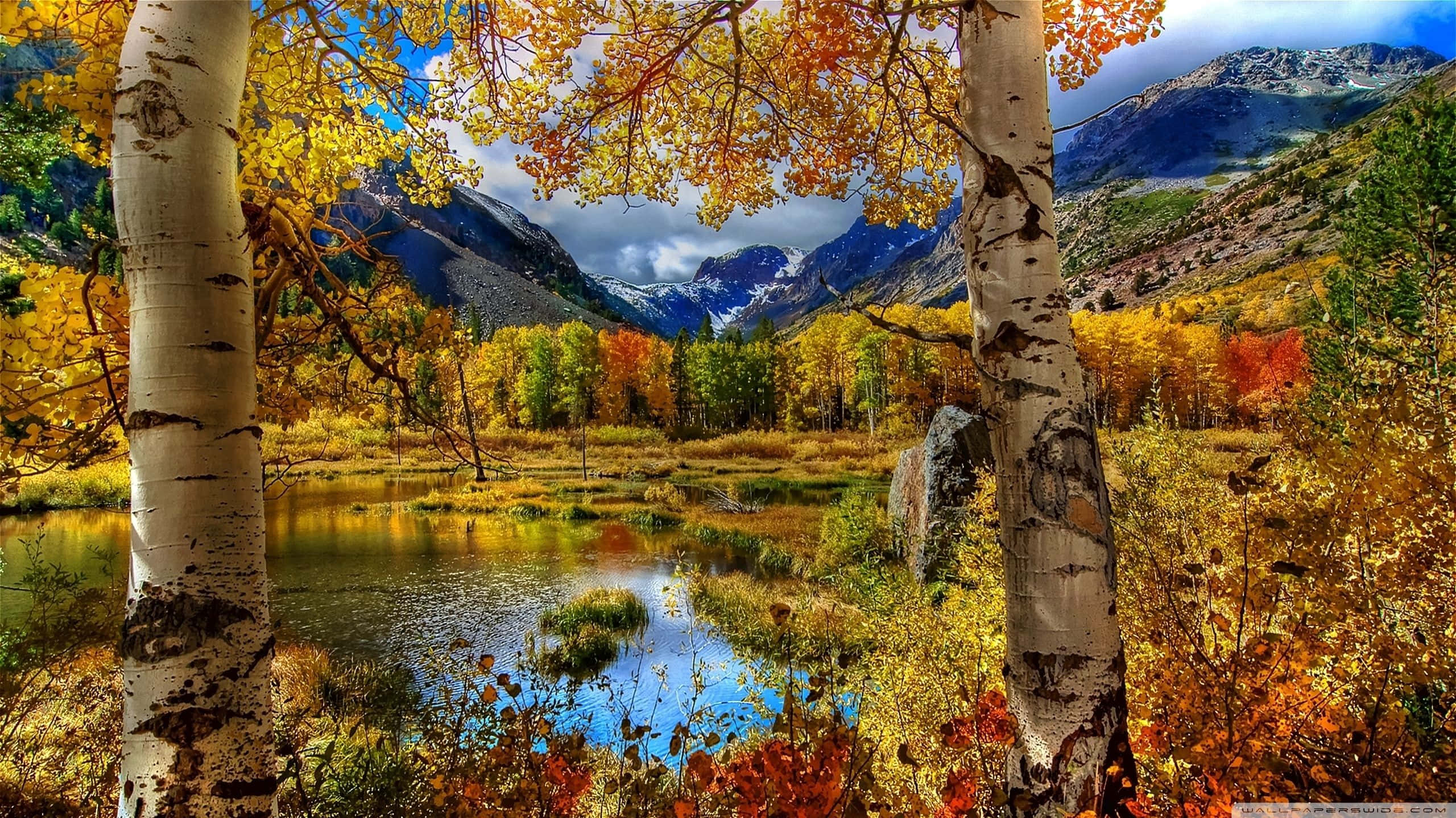 Perfect Fall 桌布 壁紙 — 金色的白楊樹環繞著寧靜的山間湖泊，在戲劇性的雲層下倒映著藍天和秋葉。