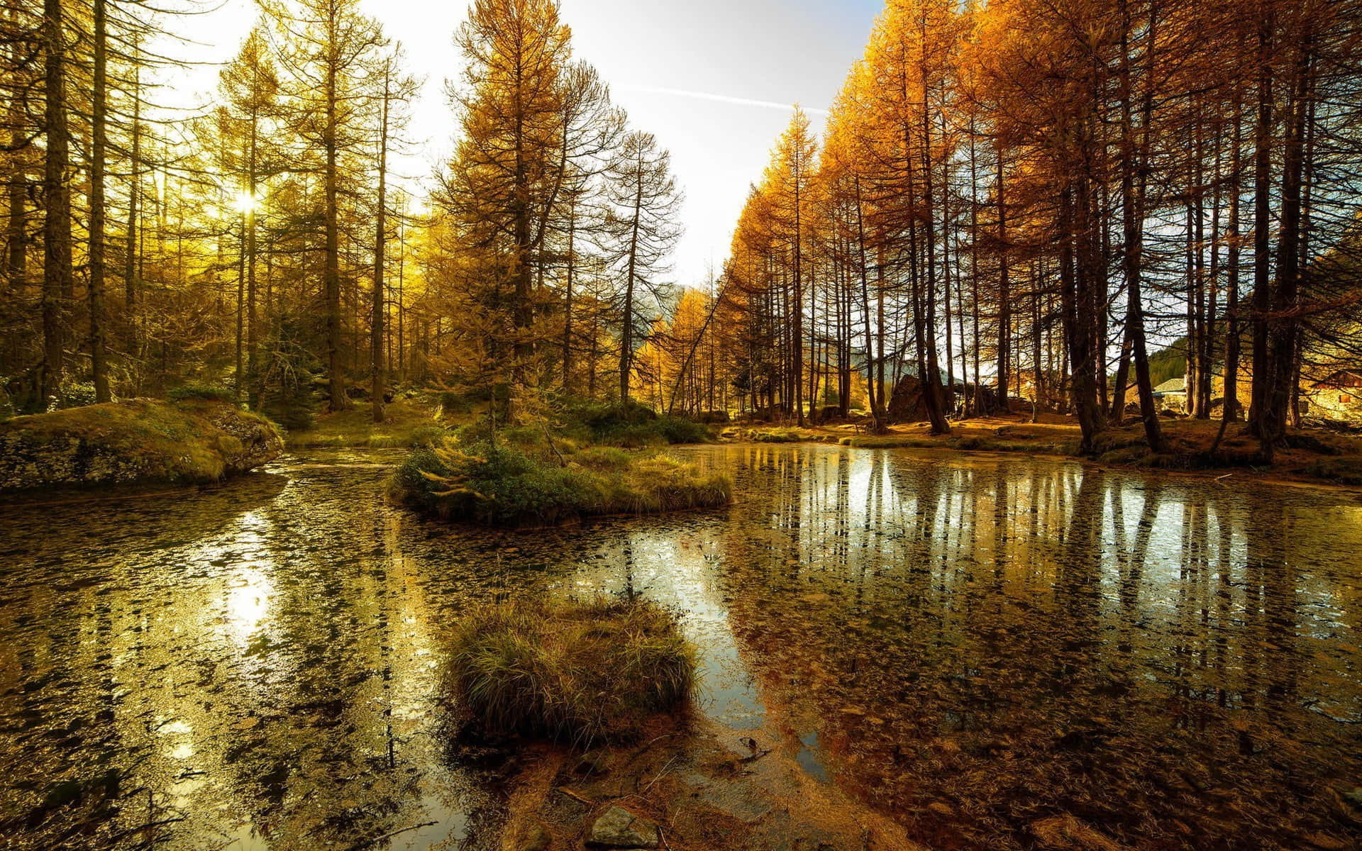 Photography Nature 桌布 壁紙 — 金色的秋樹倒映在寧靜的森林溪流中，陽光穿過樹冠灑落。