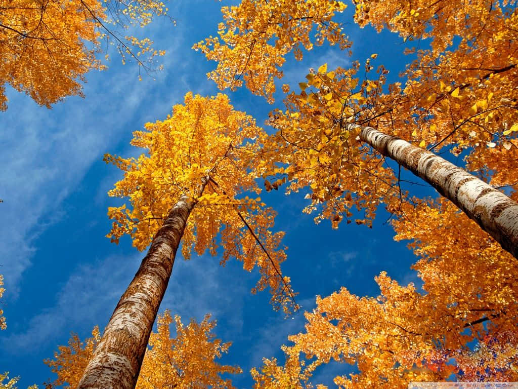 Fall iPad 桌布 壁紙 — 金色的秋樹向上伸展，映襯著帶有縷縷白雲的鮮豔藍天。
