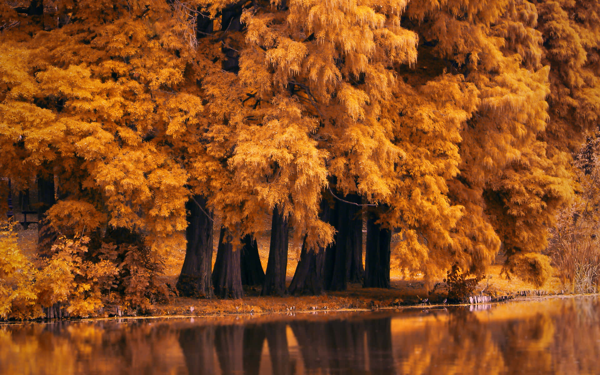 Fall Lake 桌布 壁紙 — 金色的秋樹帶著火紅的樹葉，在柔和日光下完美倒映在平靜的水面上。