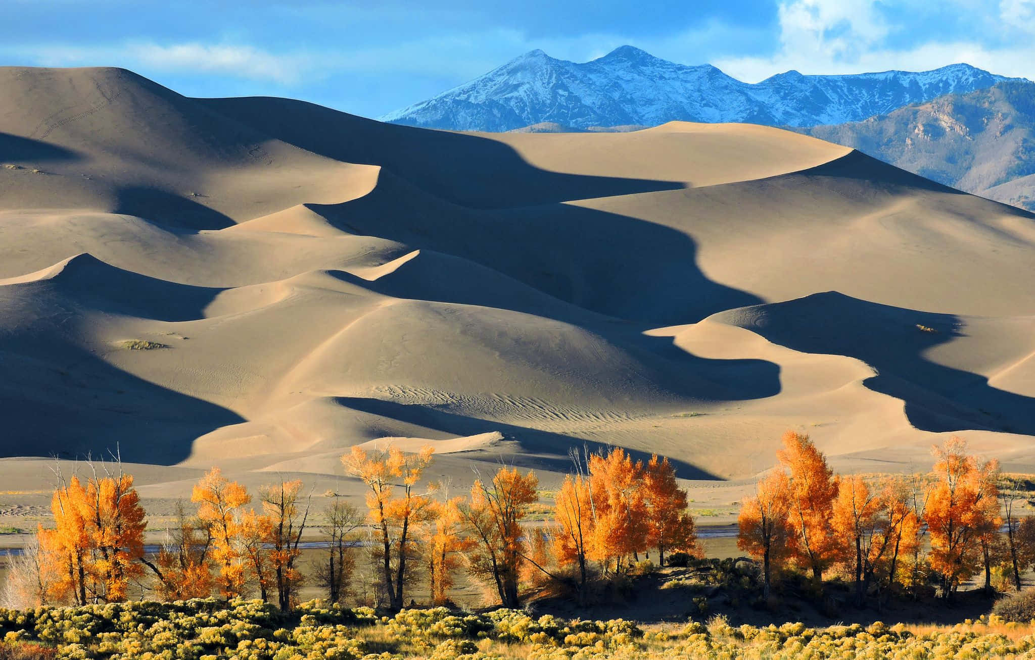 Dune 桌布 壁紙 — 金色的秋樹襯托著藍天下廣闊的沙丘和遠處的雪山。