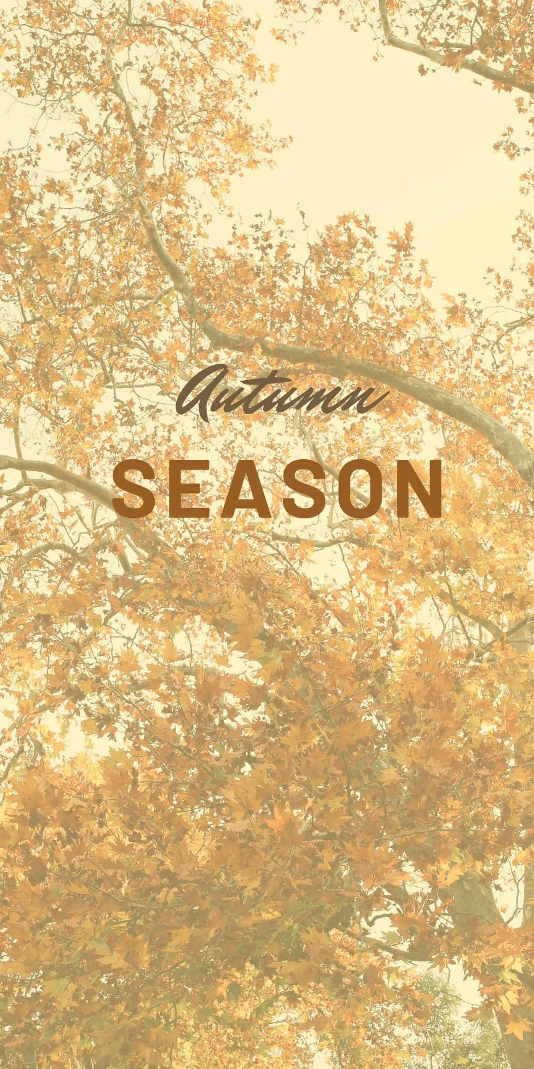 Android Autumn 桌布 壁紙 — 金色的秋葉在柔和的天空下溫暖地發光，並帶有文字秋季季節。