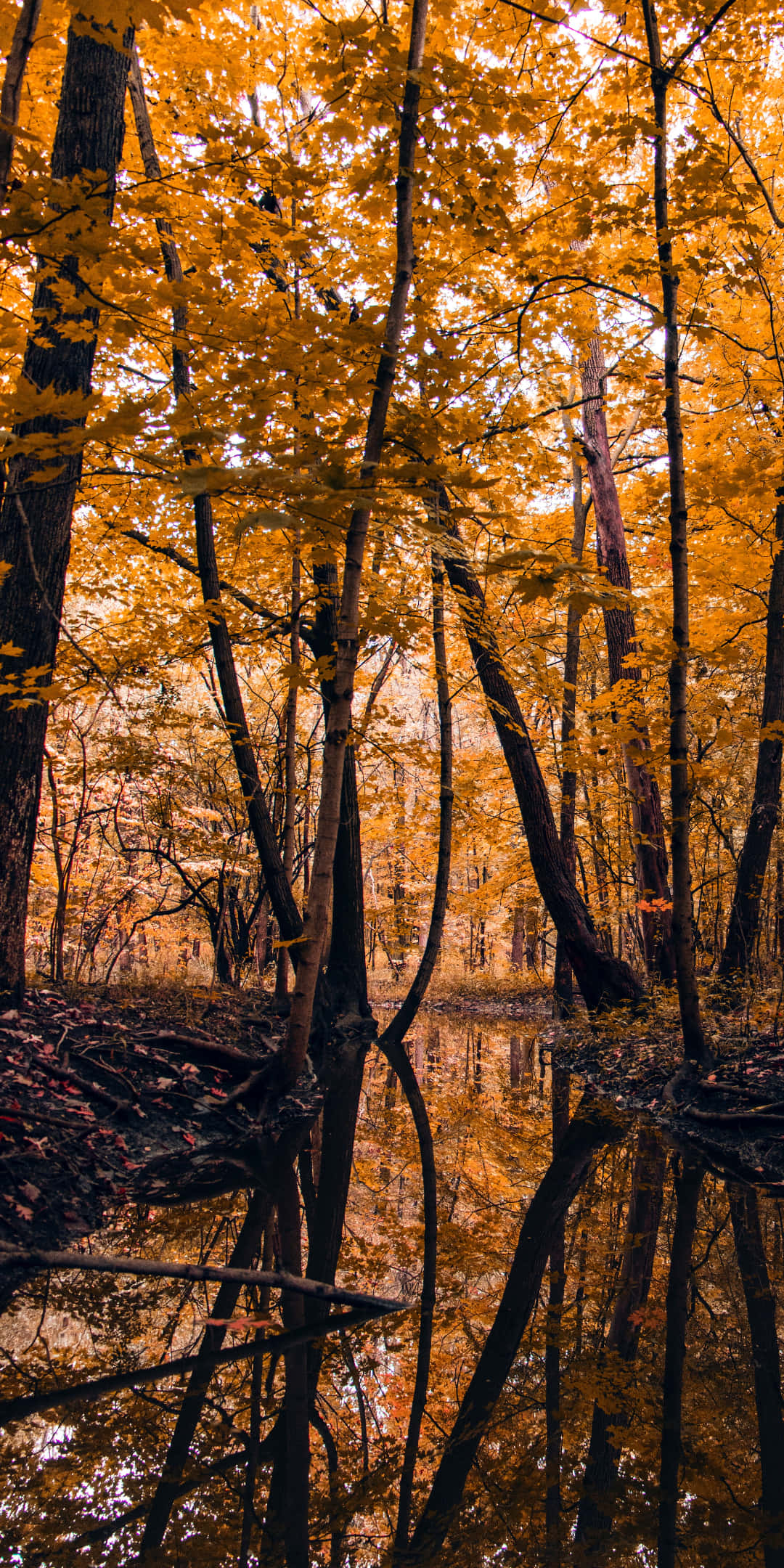 Pixel 3 Autumn 桌布 壁紙 — 金色的秋葉在陽光明媚的森林中閃爍，完美地倒映在平靜如鏡的池塘中。