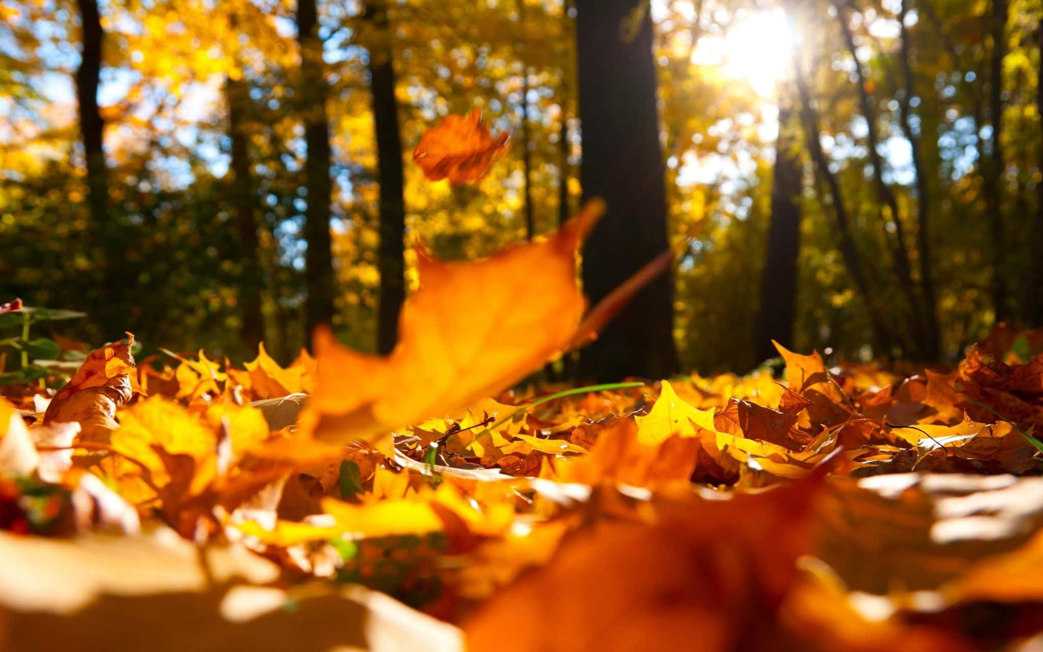 Fall Leaves 桌布 壁紙 — 金色的秋葉在陽光明媚的森林中飄蕩，溫暖的光線穿過高大的樹木。