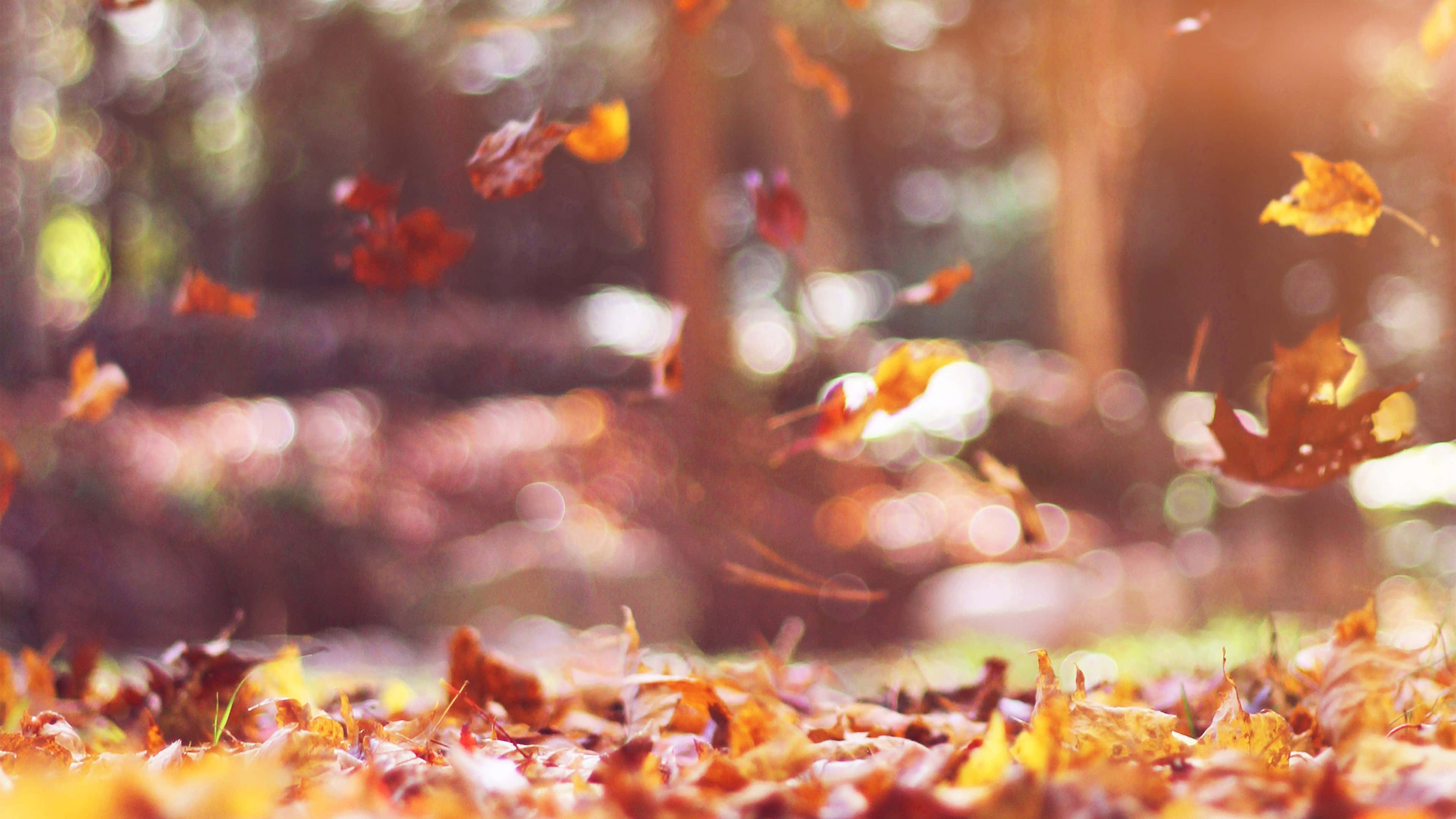 Fall Leaves 桌布 壁紙 — 金色的秋葉在陽光明媚的森林空氣中旋轉飄動，背景柔和散景。