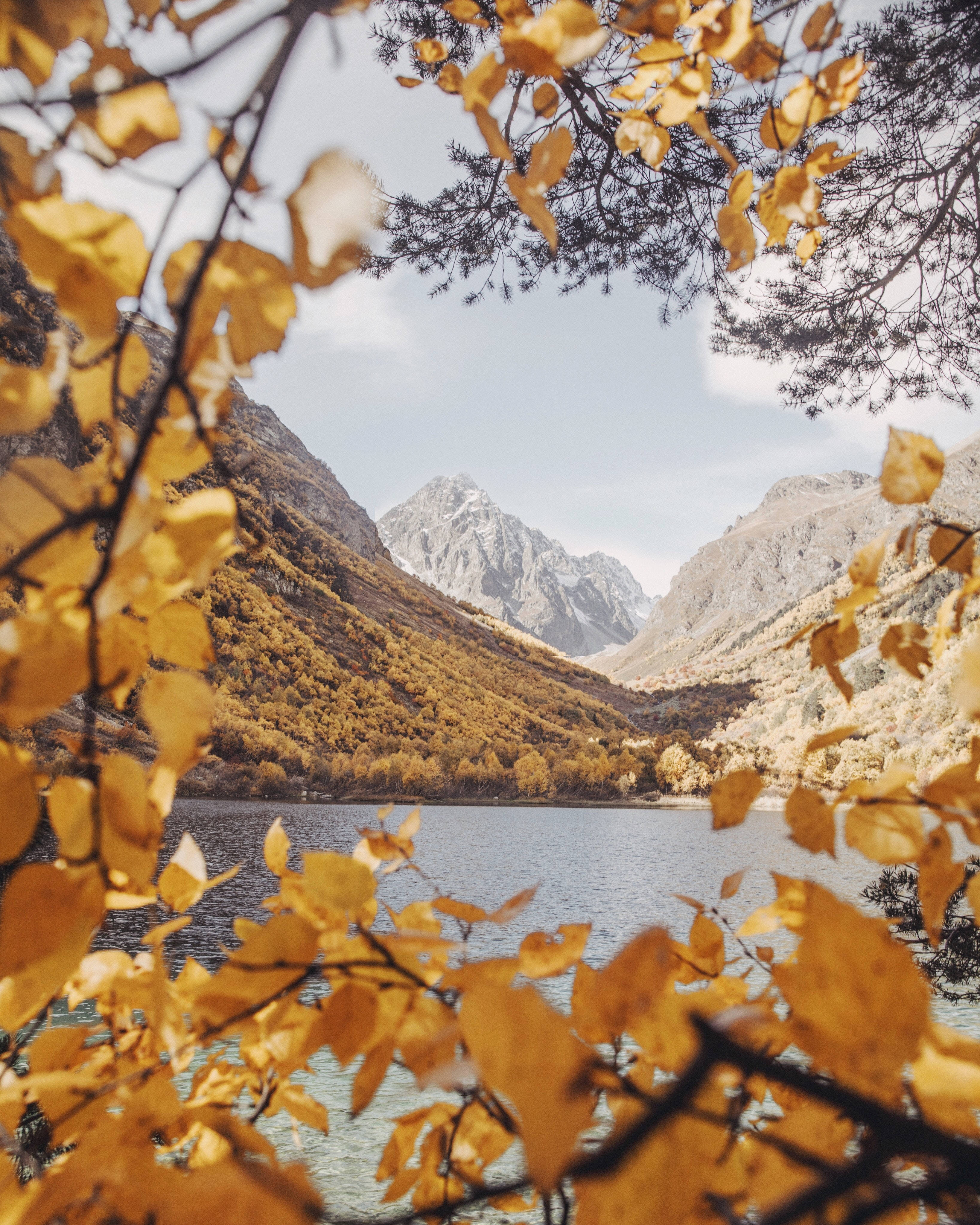 Fall Leaves 桌布 壁紙 — 金色的秋葉環繞著寧靜的山間湖泊，湖上有白雪覆蓋的山峰，在柔和的藍天下。