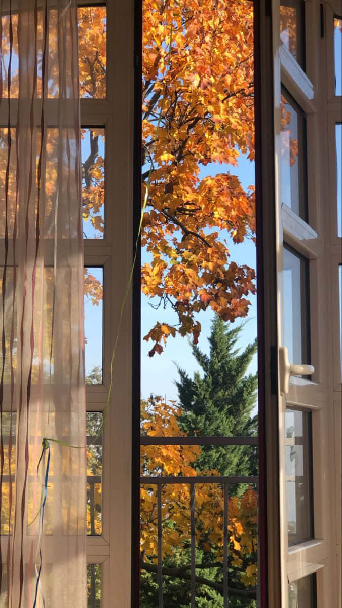 Beautiful Autumn 桌布 壁紙 — 金色的秋葉透過敞開的窗戶發光，窗戶由薄窗簾和陽台欄杆框住。