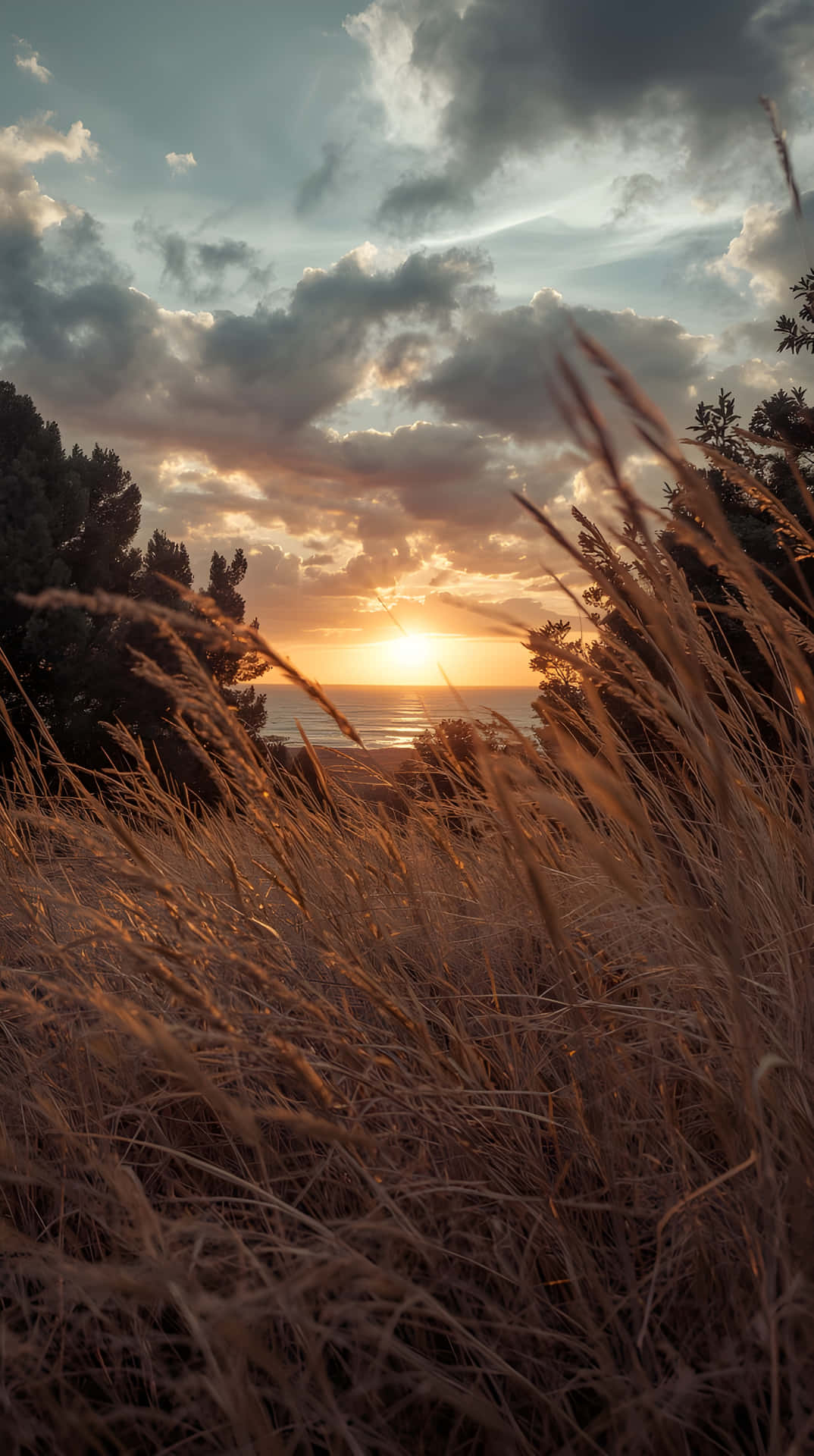Peaceful Evening Horizon Landscape 壁紙 — 金色的草在前景搖曳，太陽在戲劇性的多雲天空下沈入海洋。