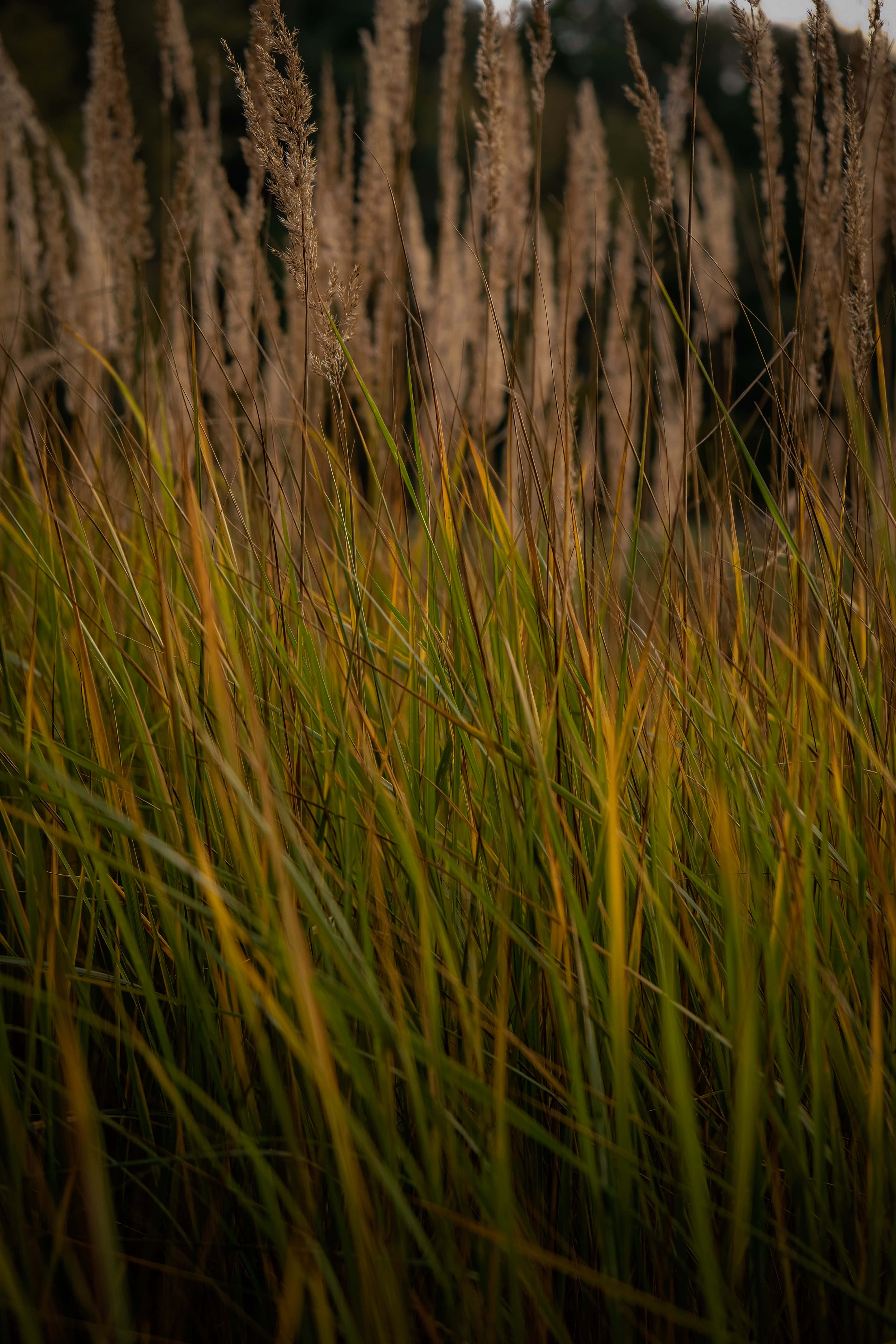 Grass 桌布 壁紙 — 金色的草在柔和的晚光中輕輕搖曳，背景有模糊的蘆葦。