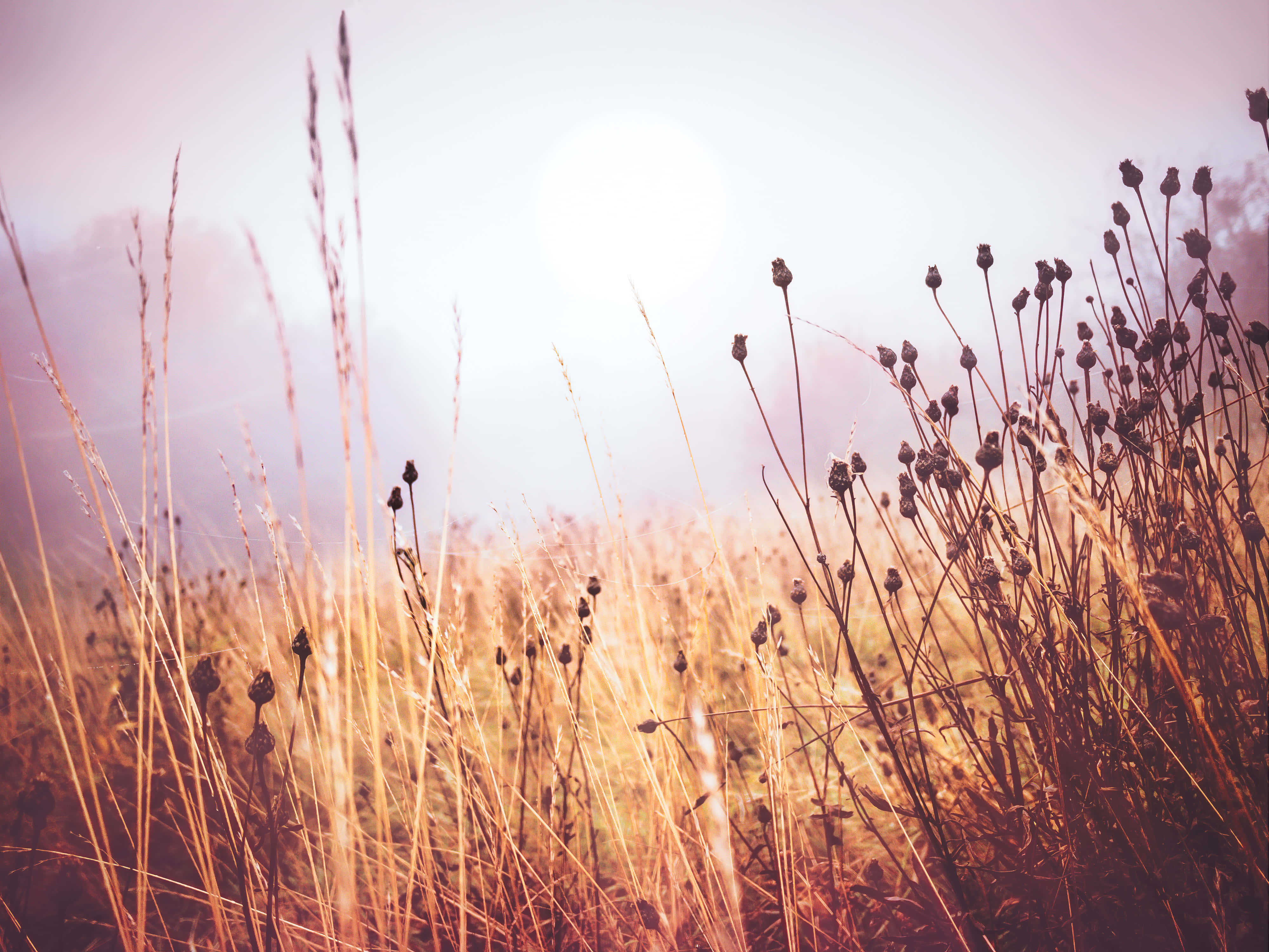 End Of Summer 桌布 壁紙 — 金色的草在柔和的晨光中搖曳，陽光透過霧氣閃耀。