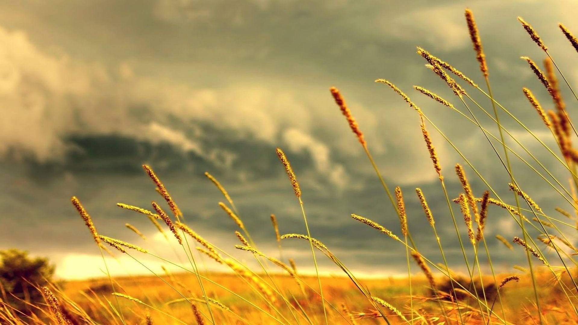Grass 桌布 壁紙 — 金色的草在溫暖的夕陽光下，在陰沉的雲天中輕輕搖曳。