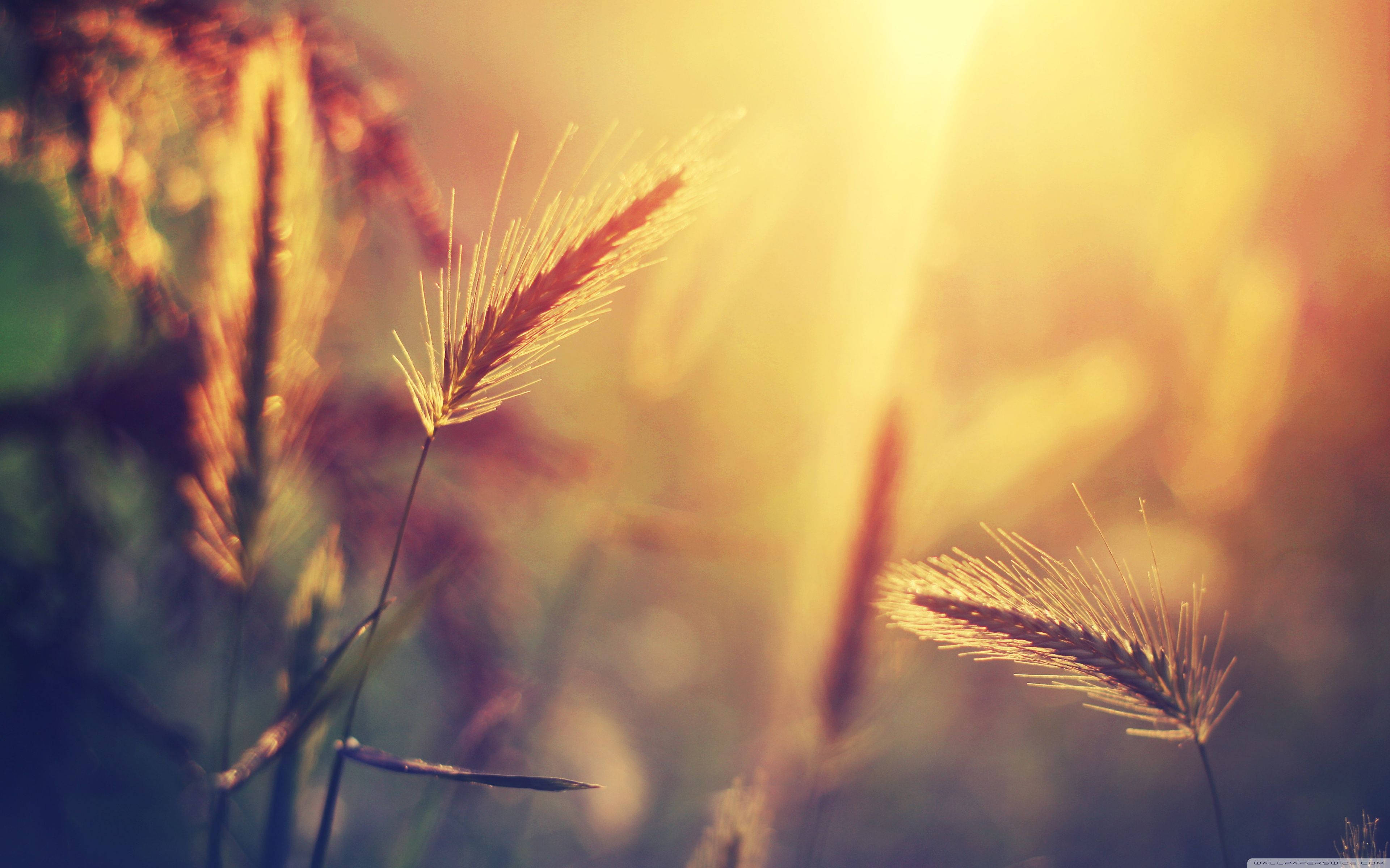 夏天 桌布 壁紙 — 金色的草在溫暖的陽光下柔和地發光，背景有散景效果，景深很淺。