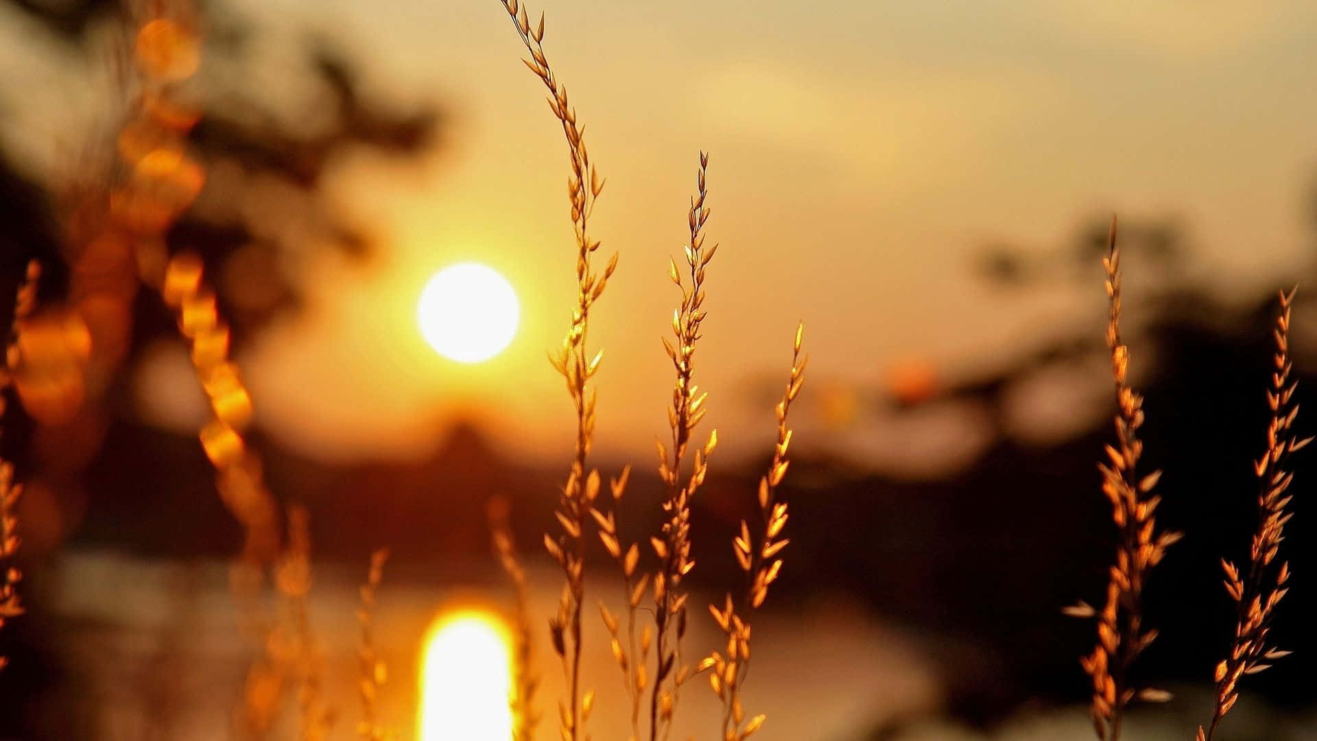 Warm 桌布 壁紙 — 金色的草葉在溫暖的夕陽光下閃耀，背景柔和模糊。