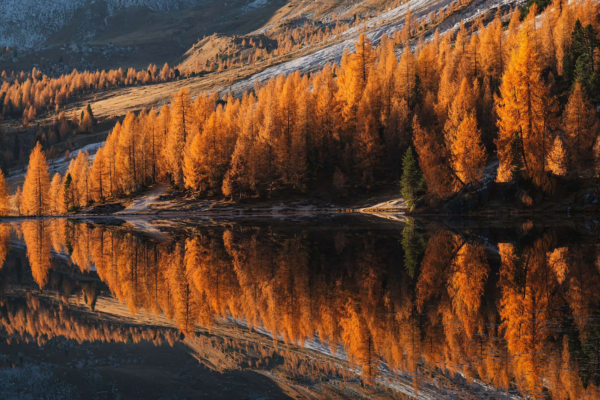 Fall Photography 桌布 壁紙 — 金色的落葉松在日出時分完美地倒映在平靜的水面上，背景是白雪覆蓋的山脈。