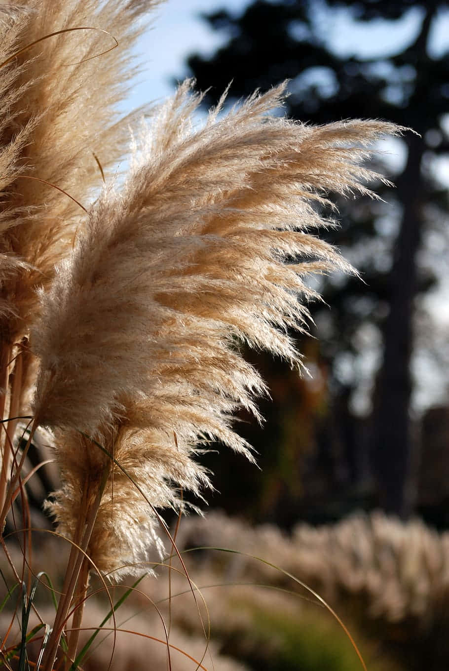 Pampas Grass 桌布 壁紙 — 金色的蒲葦草穗在陽光下輕輕搖曳，背景是模糊的樹林。