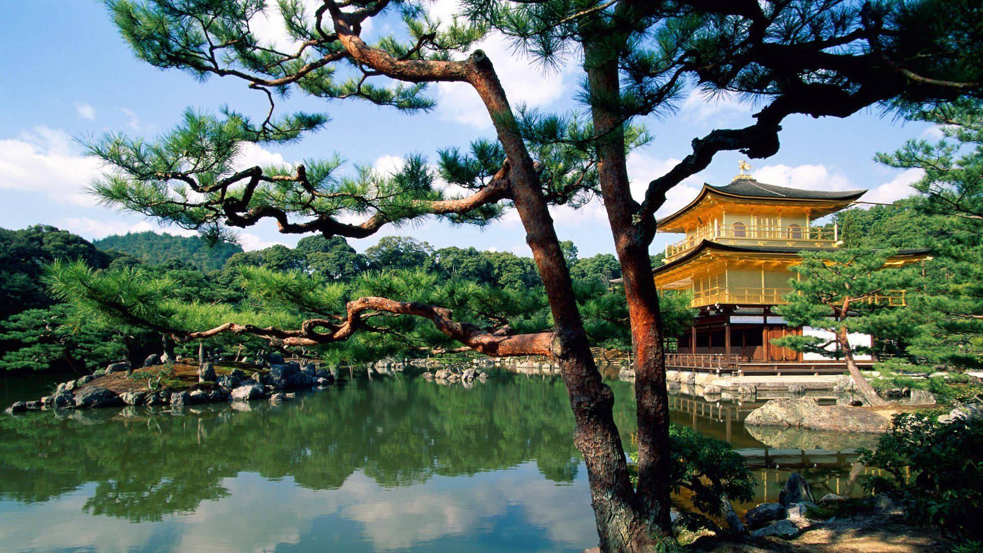 京都 桌布 壁紙 — 金色的金閣寺在晴朗藍天下，被扭曲的松樹圍繞，倒映在平靜的水面上。
