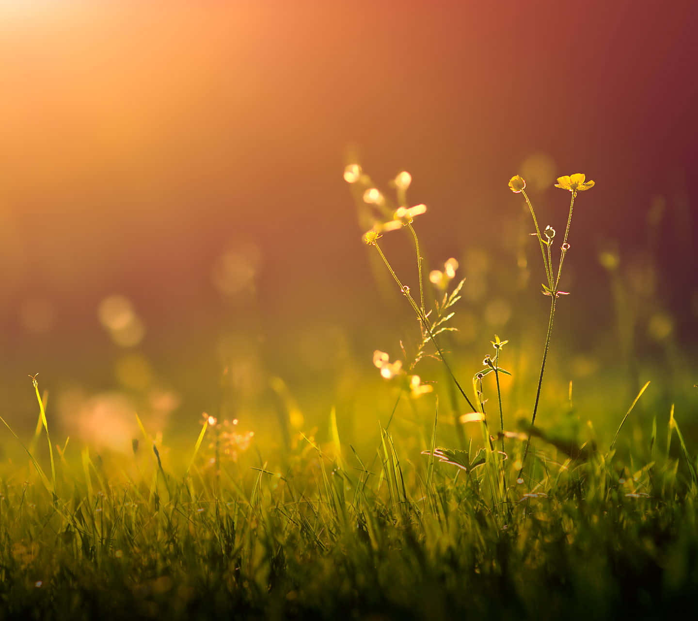 Spring Grass 桌布 壁紙 — 金色的陽光照耀著柔嫩的黃色野花和草，在日出時形成柔和的散景田野。