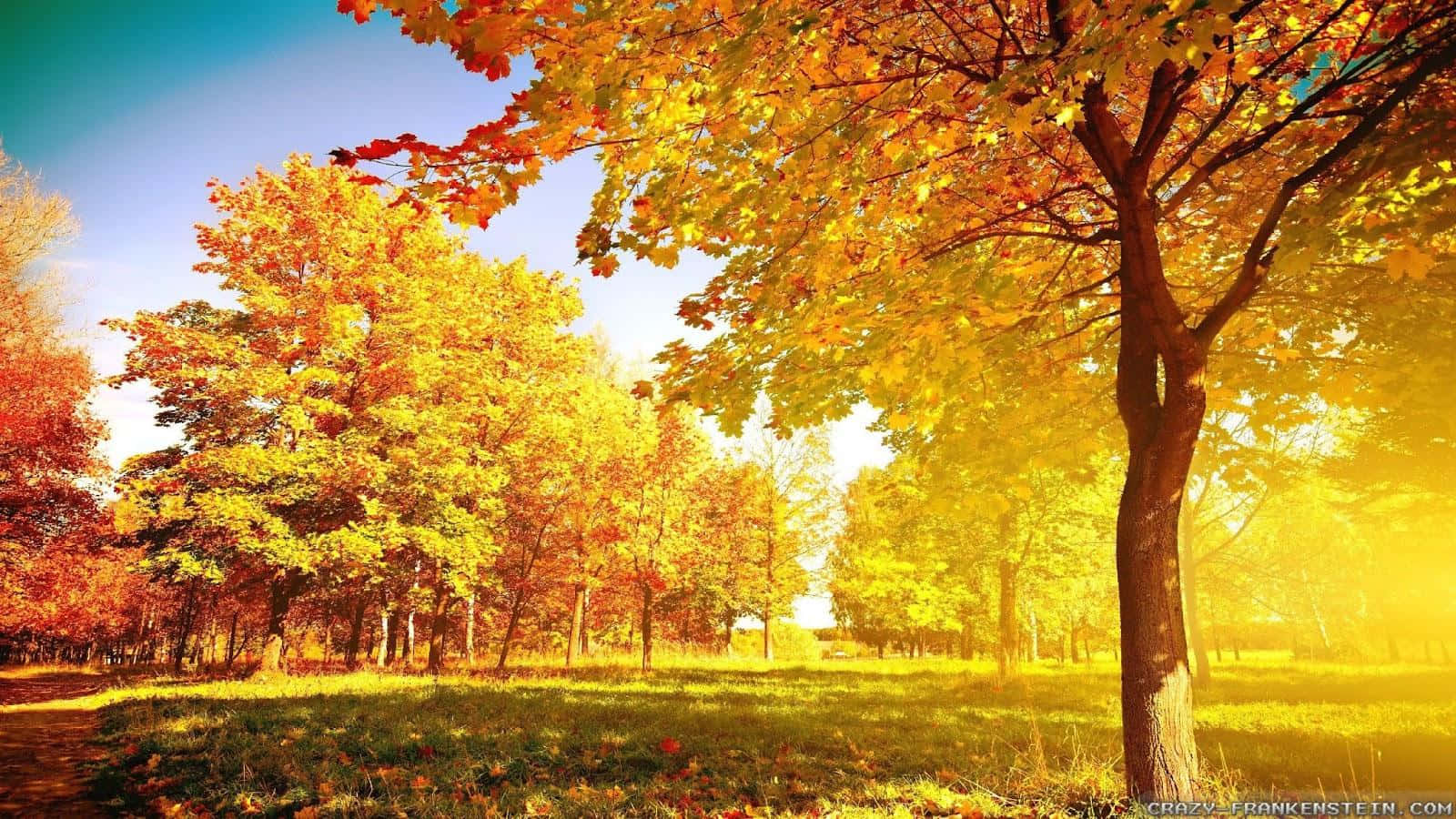 Colorful Trees 桌布 壁紙 — 金色的陽光穿過充滿活力的秋樹，在晴朗的藍天下將溫暖的光線投射在草地上。