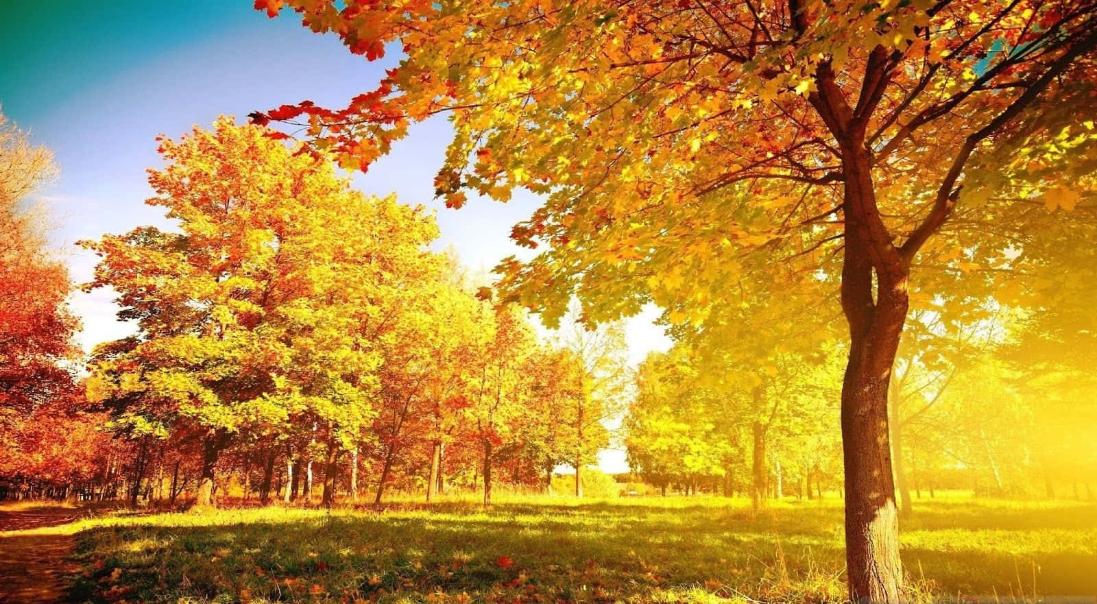 trees 桌布 壁紙 — 金色的陽光穿過充滿活力的秋樹，在寧靜的草地上投下溫暖的光芒。