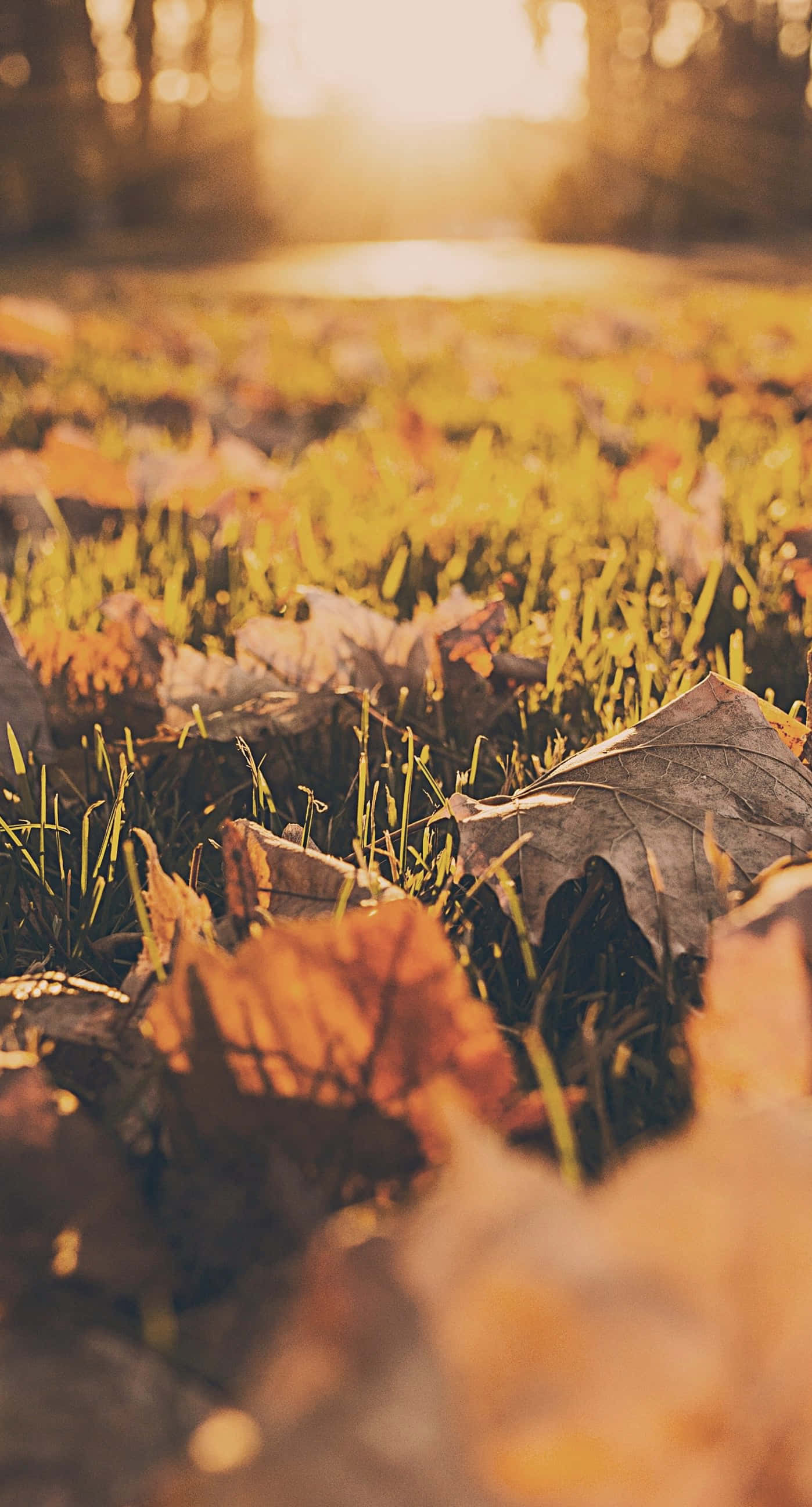 Fallen Leaves 桌布 壁紙 — 金色的陽光穿過散落在寧靜森林地面鮮綠色草地上的秋葉。