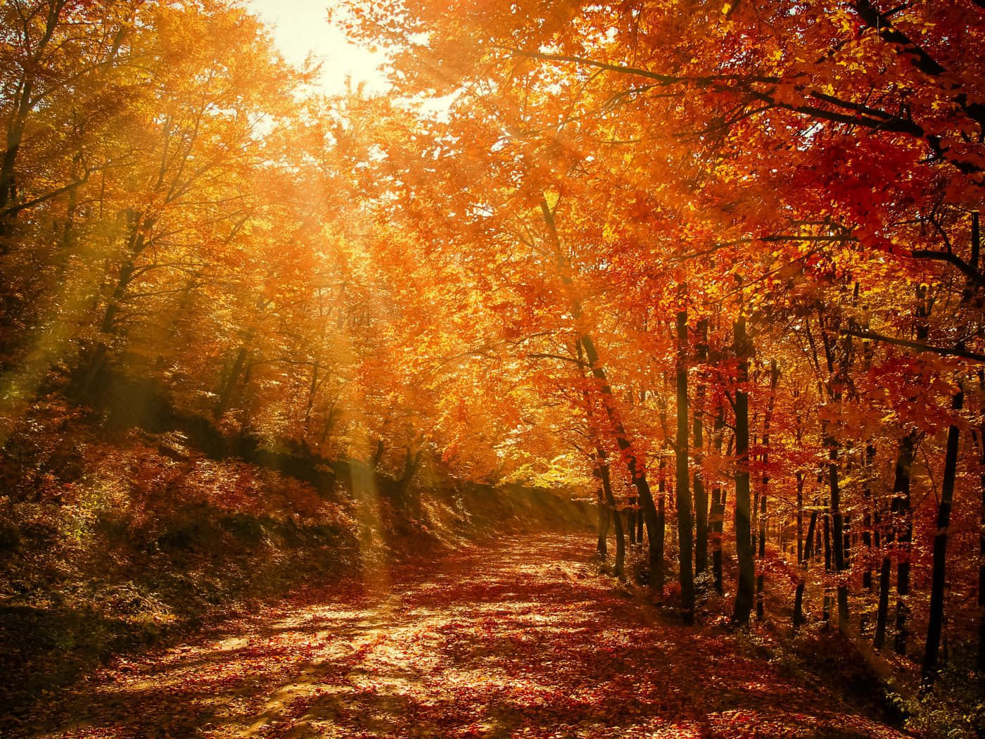Autumn Trails 桌布 壁紙 — 金色的陽光穿過火紅橙紅的秋葉樹冠，將溫暖的光線投射到落葉滿地的森林小徑上。