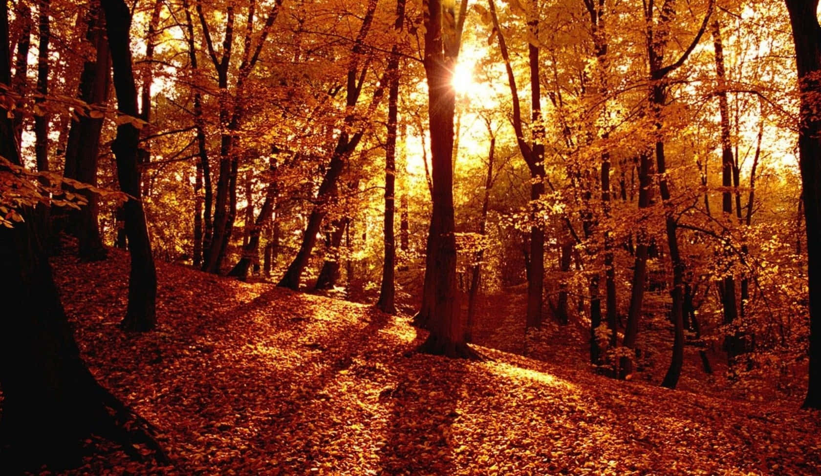 Tumblr Autumn Desktop 桌布 壁紙 — 金色的陽光穿過秋天的樹木，在寧靜的森林中將溫暖的光線投射在落葉地毯上。
