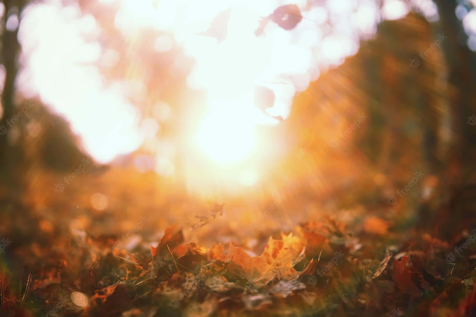 End Of Summer 桌布 壁紙 — 金色的陽光穿過秋天的樹木，在落葉地毯上投射出溫暖的散景。