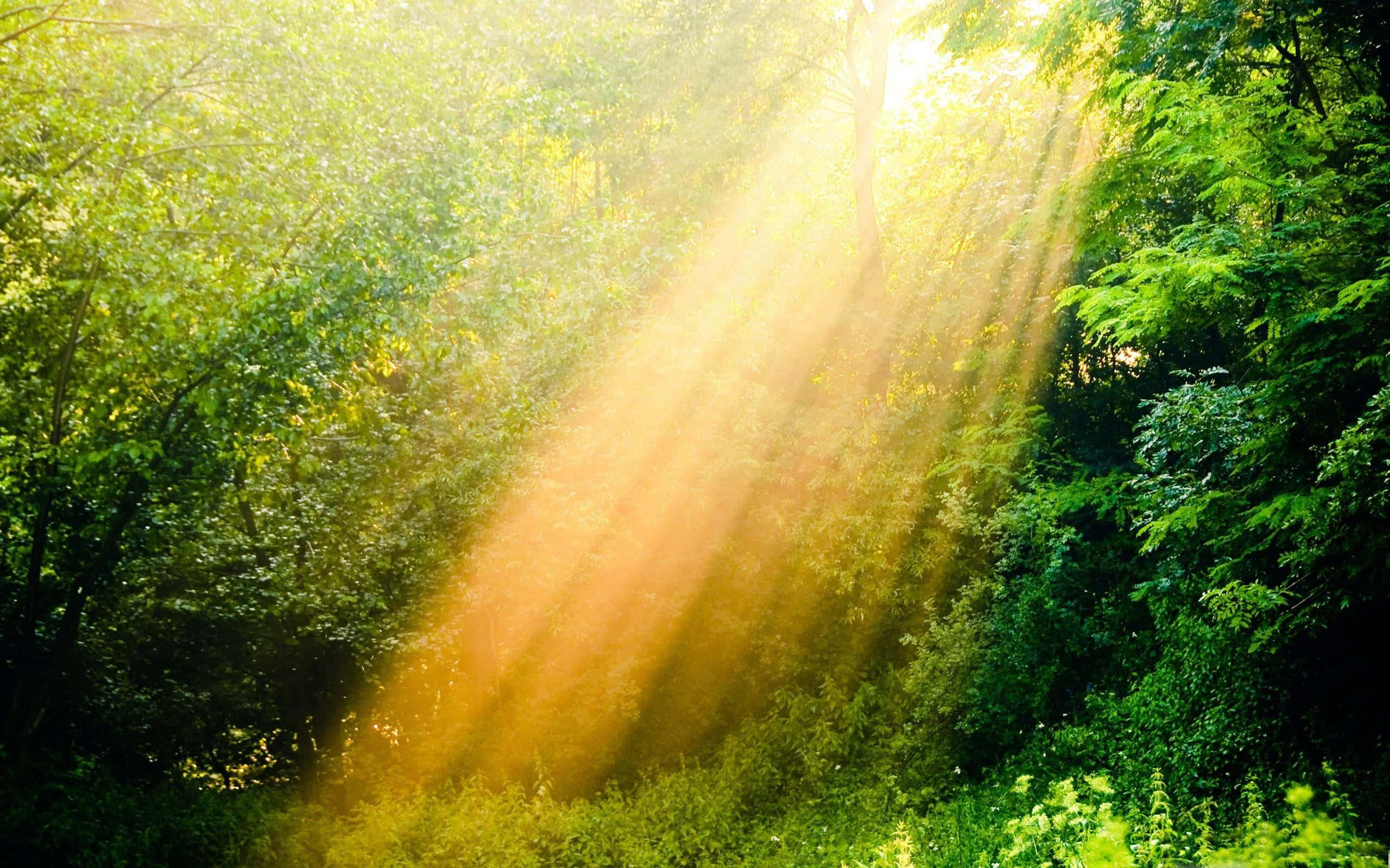 Sunshine 桌布 壁紙 — 金色的陽光穿過茂密的綠色樹葉，營造出充滿活力的自然光線的寧靜森林場景。