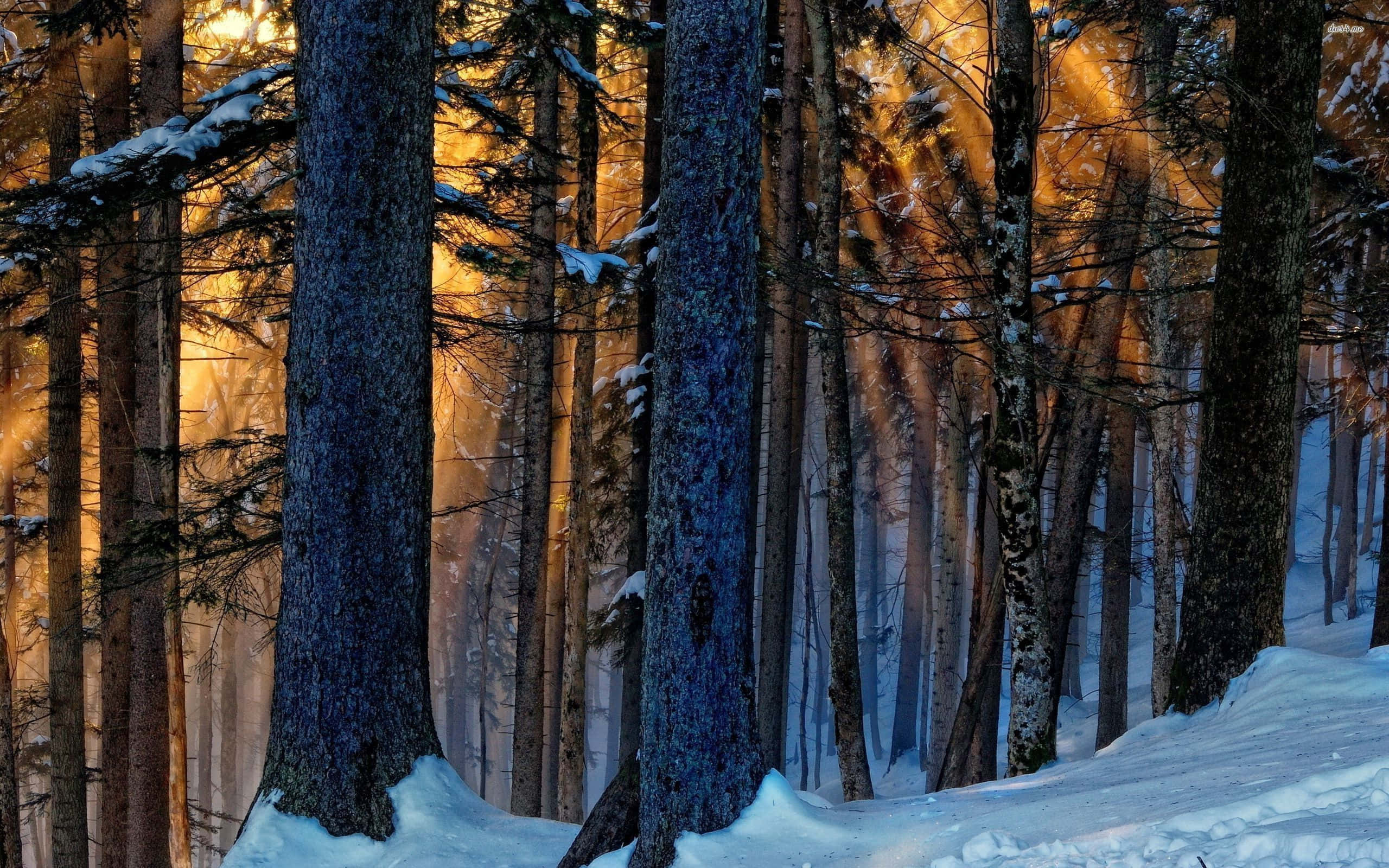 樹林 桌布 壁紙 — 金色的陽光穿過覆蓋著白雪的松樹，照射在黎明時分寧靜的冬季森林中。