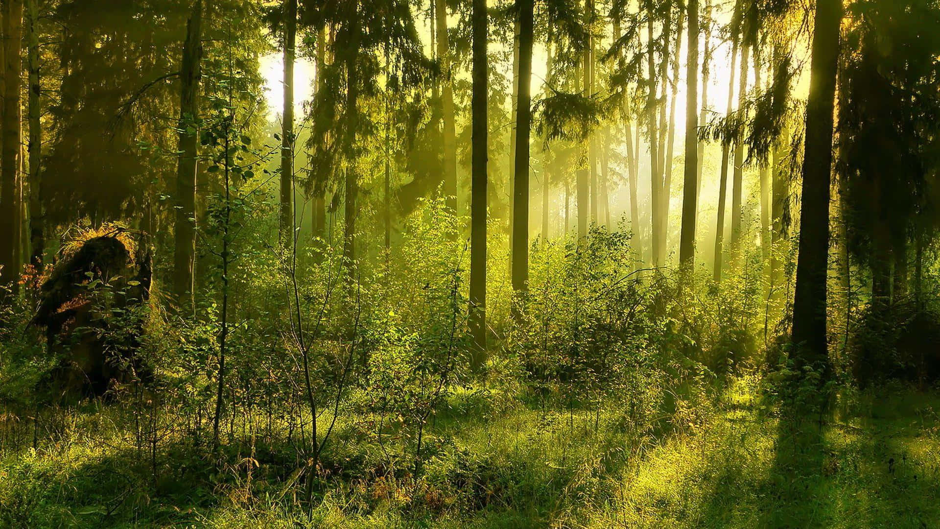 Green Forest 桌布 壁紙 — 金色的陽光穿過高大的松樹，在霧氣瀰漫的森林地面上投射出空靈的光束。
