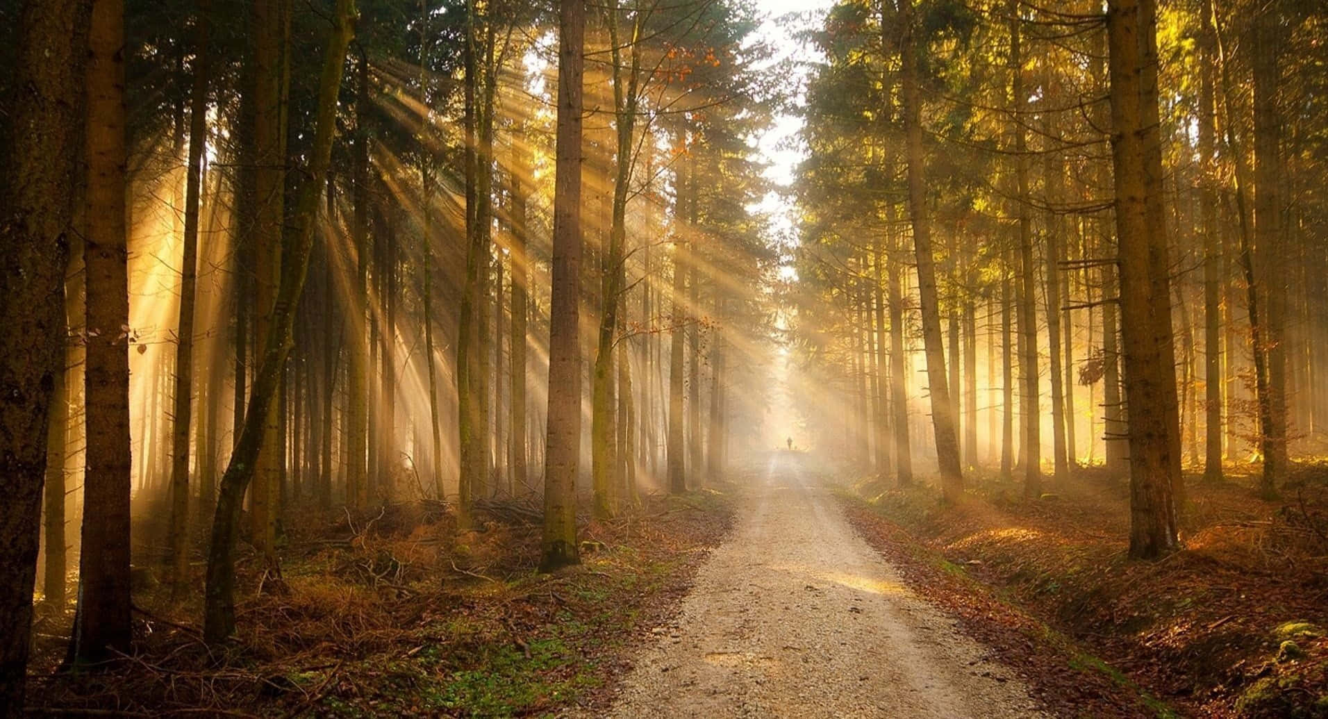 風景 桌布 壁紙 — 金色的陽光穿過高大的樹木，在霧氣瀰漫的森林小徑上投射出空靈的光線。