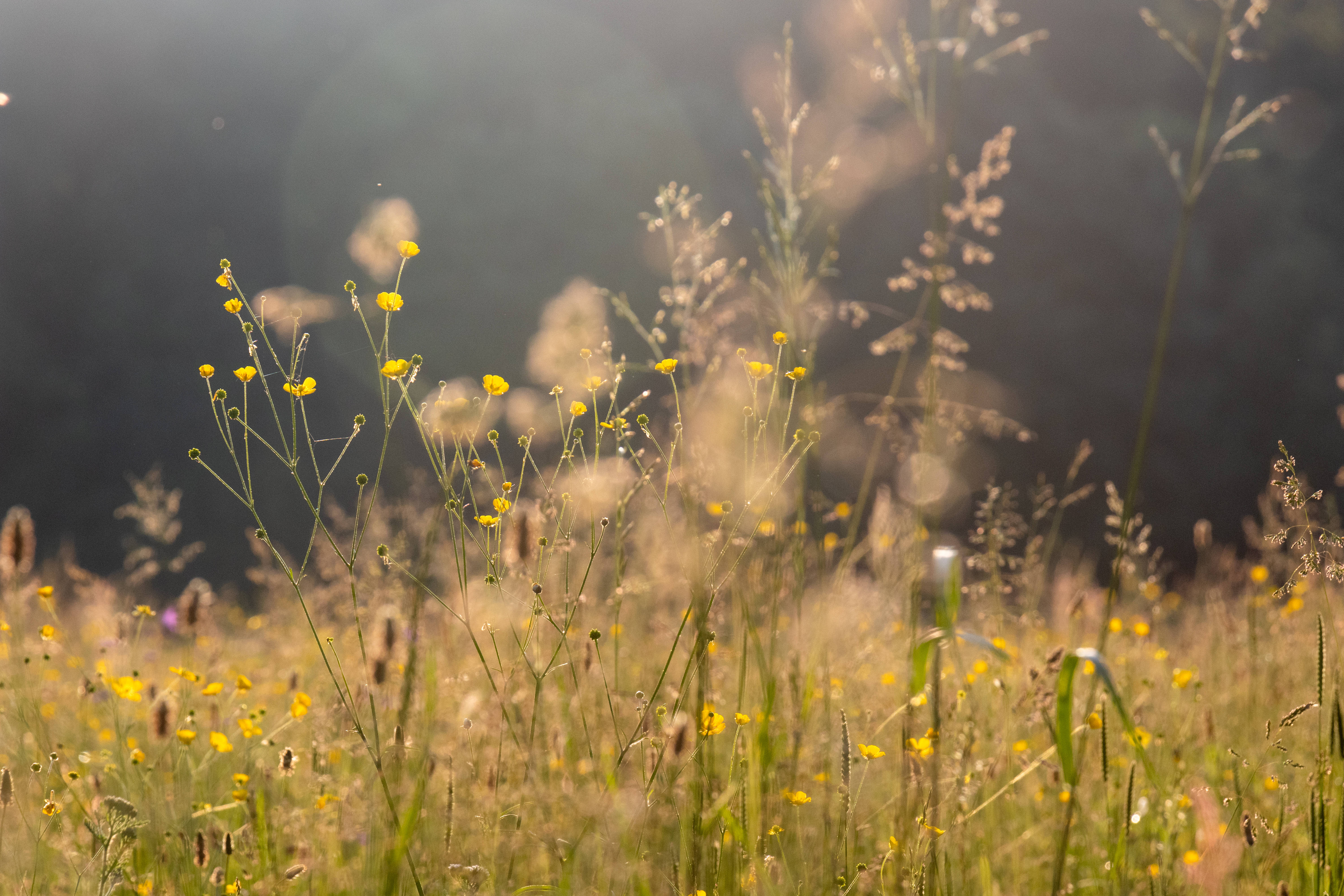 Meadow 桌布 壁紙 — 金色的陽光穿過高高的草叢和野花，在陽光明媚的草地上營造出夢幻般的散景效果。