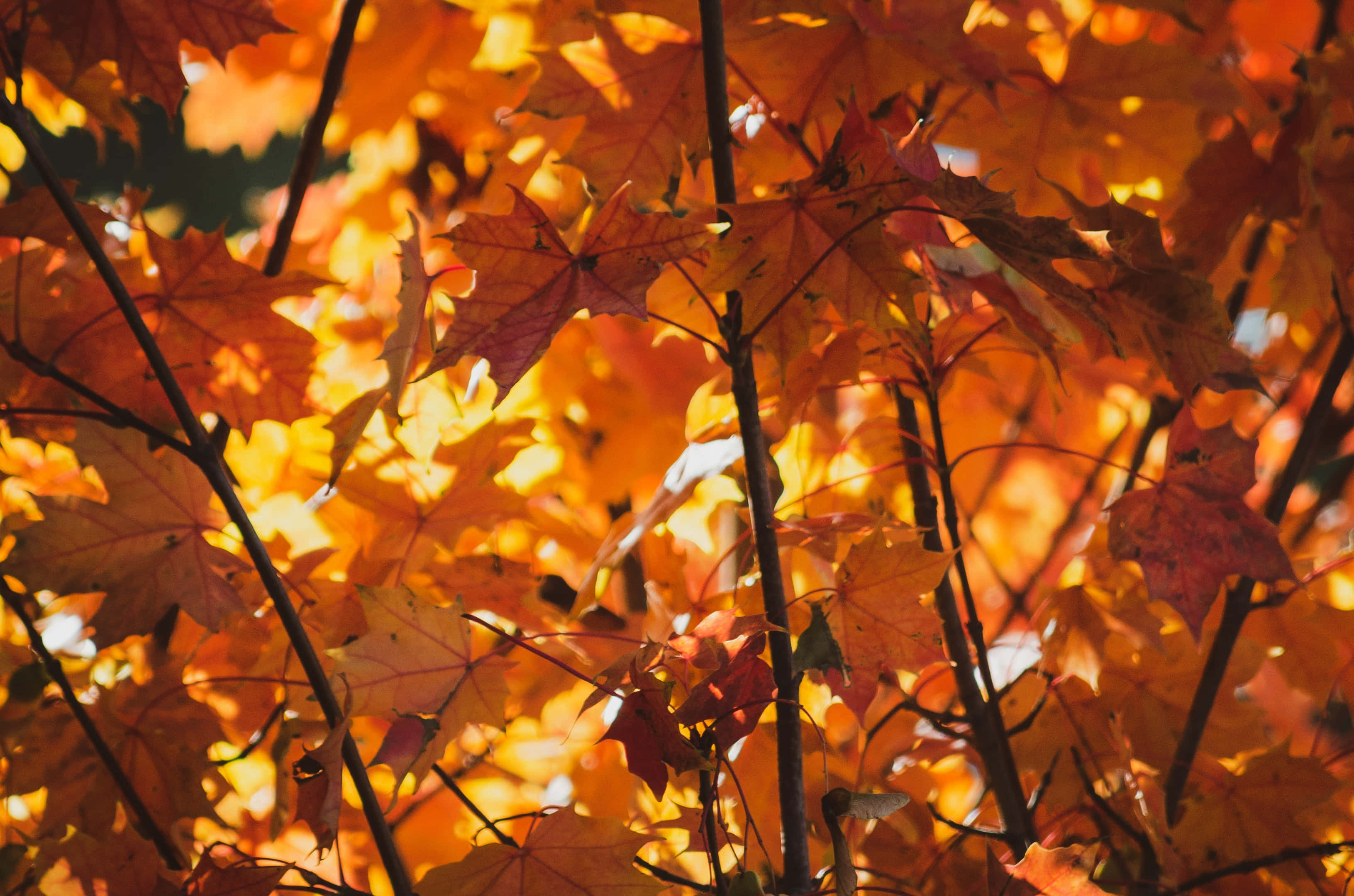 Autumn Foliage 桌布 壁紙 — 金色的陽光穿過鮮豔的橙色和紅色楓葉，營造出溫暖的秋日光輝。