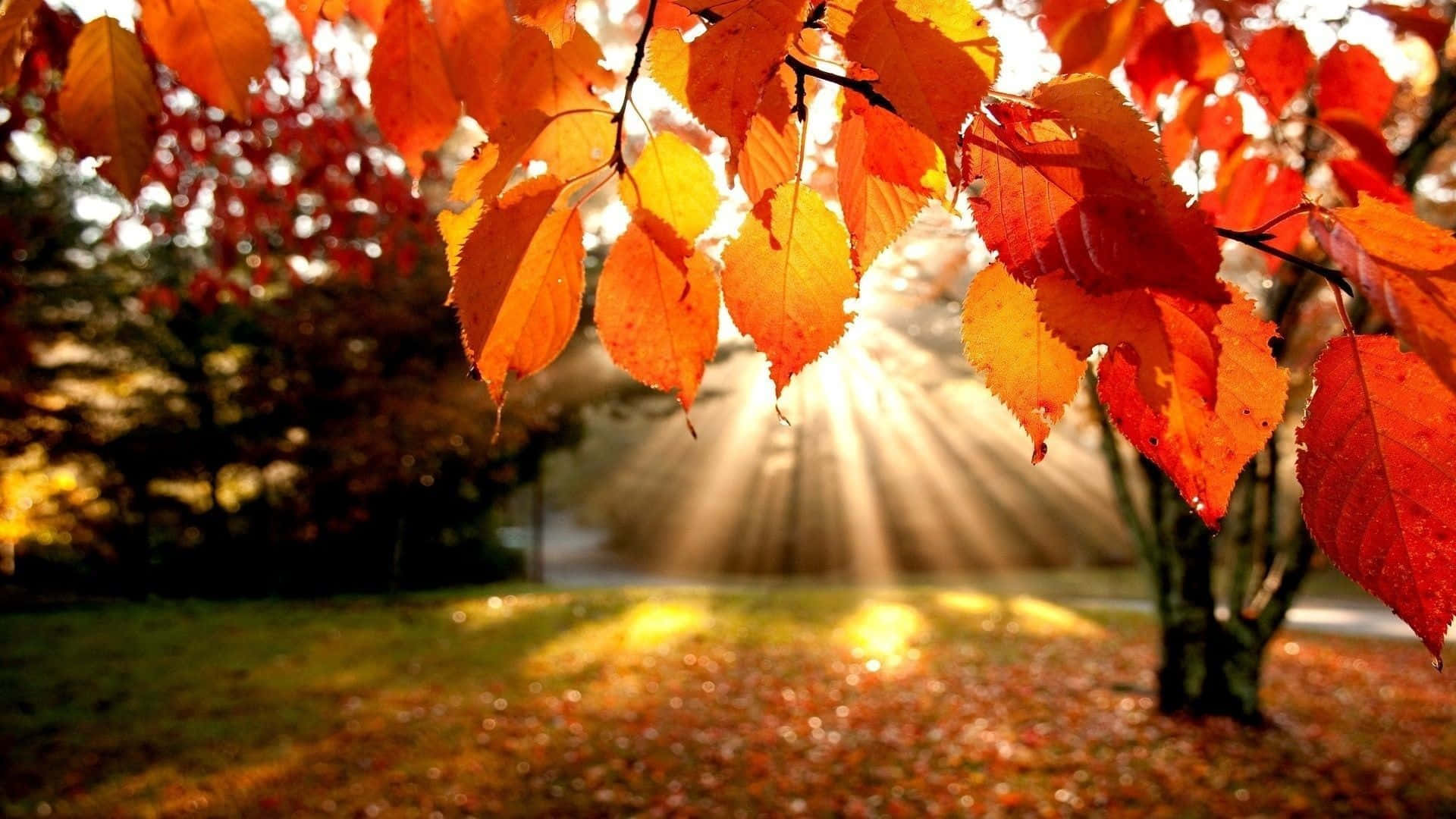 Sunshine 桌布 壁紙 — 金色的陽光穿過鮮豔的橙色和紅色秋葉，將溫暖的光線投射在森林地面上。