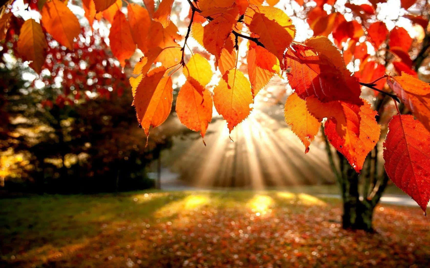 高清 桌布 壁紙 — 金色的陽光穿過鮮豔的橙色和紅色秋葉，將溫暖的光線投射在落葉地毯上。