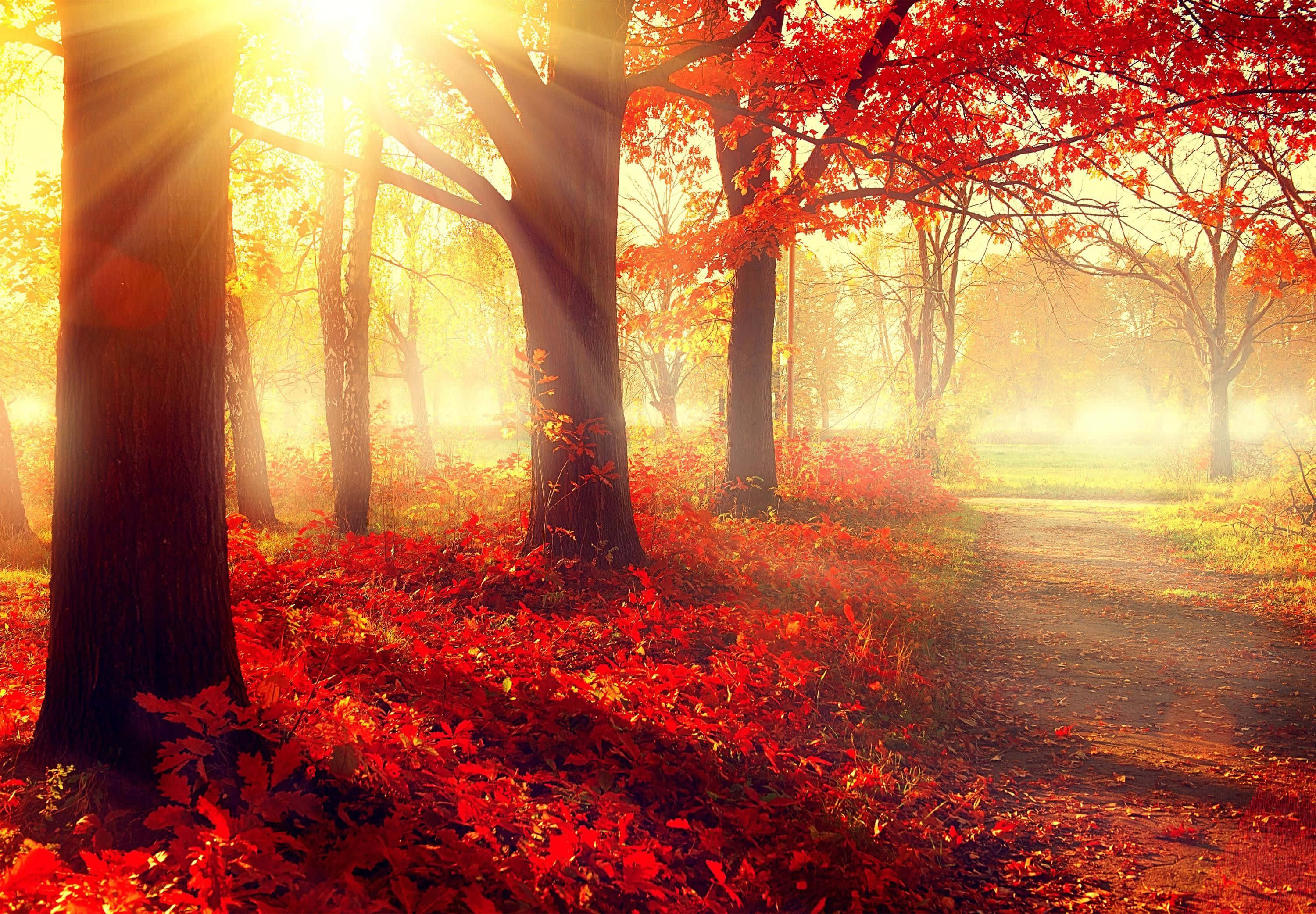 Fall Season 桌布 壁紙 — 金色的陽光穿過鮮豔的紅色秋樹，將溫暖的光芒灑在霧氣瀰漫的森林小徑上。
