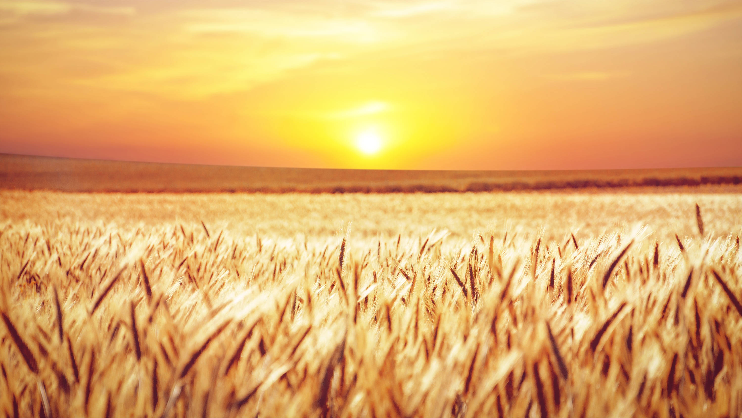 Wheat Field 桌布 壁紙 — 金色的麥穗在溫暖的日落天空下，在廣闊的田野中輕輕搖曳，帶有柔和的橙色和黃色色調。